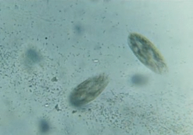 Film przedstawia pantofelka atakującego bakterie. Porusza się on z dużą szybkością. Porusza się prosto, jednak po kontakcie z przeszkodą cofa się i zaczyna przemieszczać się w innym kierunku.