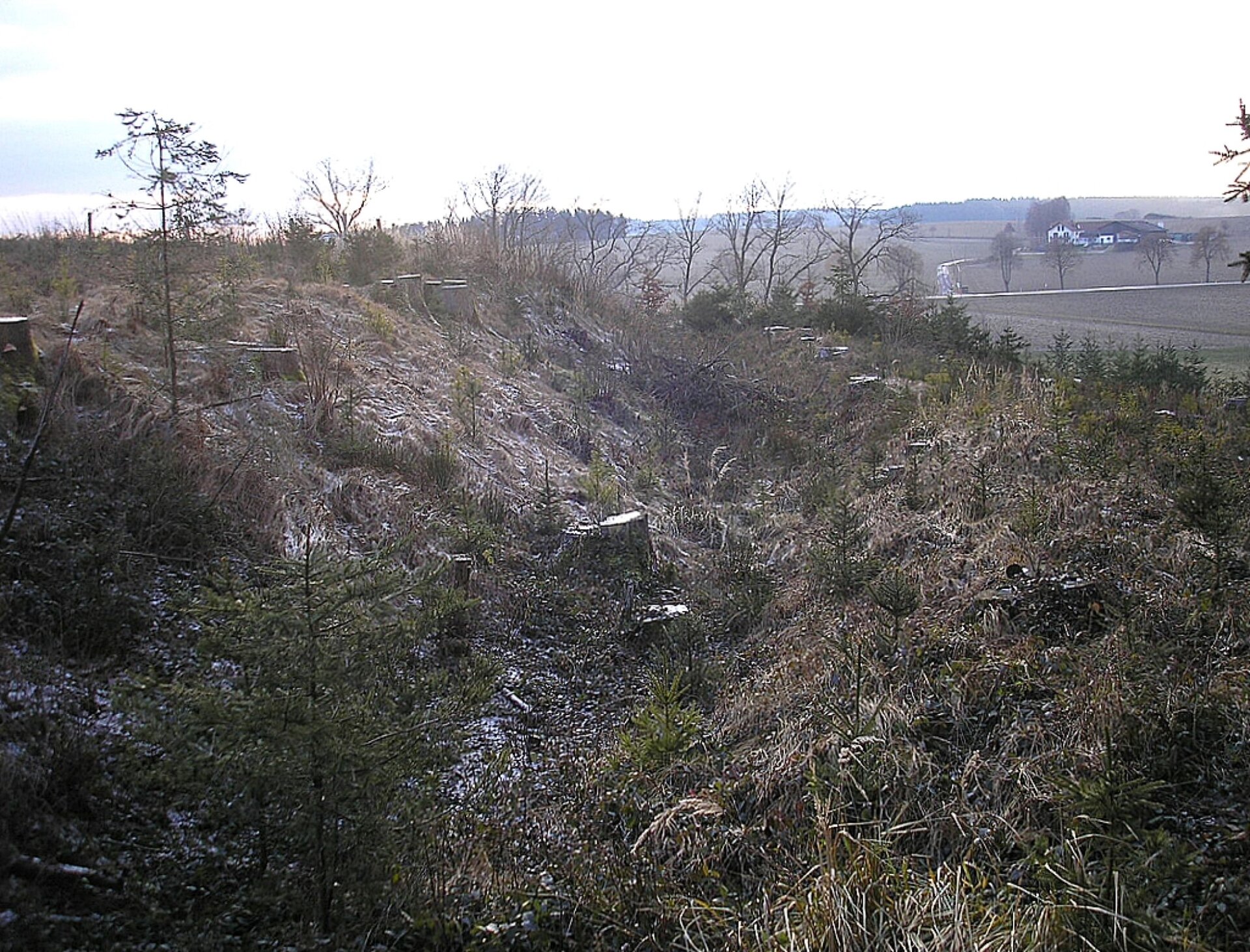 Zdjęcie przedstawia wykarczowany zagajnik, w centralnej części widoczne zagłębienie. Wyniesienie terenu po lewej stronie zdjęcia. Na dalszym planie widoczne uschnięte drzewa. W tle pagórki i zabudowanie gospodarstwa.