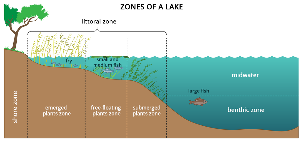 Ilustracja przedstawia, jakie wyróżniamy strefy w jeziorze, zaczynając od brzegu i schodząc coraz głębiej. Zaznaczone strefy to przybrzeżna (tu rośnie trzcina i żyją małe ryby), otwarta toń wodna (gdzie rosną wodorosty i żyją małe i średnie ryby) oraz strefa denna (gdzie rosną wodorosty i żyją duże ryby). 