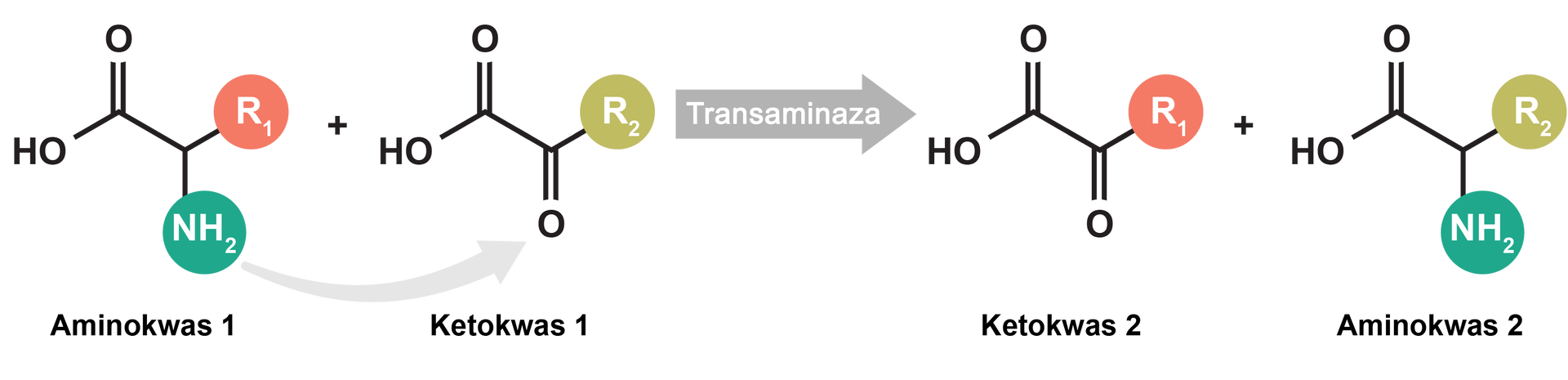 Grafika przedstawia schemat transaminacji. Dochodzi do reakcji pomiędzy aminokwasem jeden oraz ketokwasem jeden pod wpływem transaminazy. Cząsteczka aminokwasu jeden zbudowanego z grupy CH, do której przyłączone są grupa aminowa NH2, grupa karboksylowa COOH oraz łańcuch boczny R1. Dodać cząsteczkę ketokwasu jeden zbudowanego z grupy karboksylowej COOH, której atom węgla związany jest z kolejnym atomem węgla połączonym za pomocą wiązania podwójnego z atomem tlenu oraz za pomocą wiązania pojedynczego z podstawnikiem R2. Strzałka w prawo, na strzałce widnieje zapis "transaminaza". Za strzałką produkty reakcji. Cząsteczka ketokwasu dwa zbudowangeo z grupy karboksylowej COOH, której atom węgla związany jest z kolejnym atomem węgla połączonym za pomocą wiązania podwójnego z atomem tlenu oraz za pomocą wiązania pojedynczego z podstawnikiem R1. Dodać cząsteczkę aminokwasu dwa zbudowanego z grupy CH, do której przyłączone są grupa aminowa NH2, grupa karboksylowa COOH oraz łańcuch boczny R2.