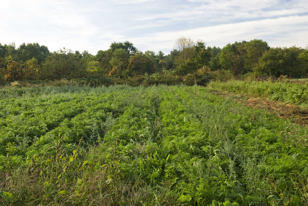 Fotografia przedstawia fragment pola uprawnego. Miedzy rzędami jasnozielonej marchwi rosną dziko rosnące, wysokie szarozielone lebiody (chwasty) konkurujące o miejsce, światło, wodę i sole mineralne. Za polem, na horyzoncie, gęsta, bujna dzika roślinność, na którą skłądają się ciemnozielone drzewa i krzewy.
Nad nimi niebo z mlecznymi chmurami.