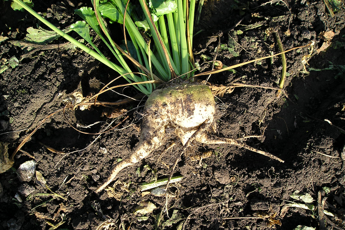 Fotografia przedstawia buraka cukrowego. Burak jest okrągły, z dwoma wąskimi i podłużnymi odnogami. Liście krótkie, ciemnozielone, na białych łodygach, 