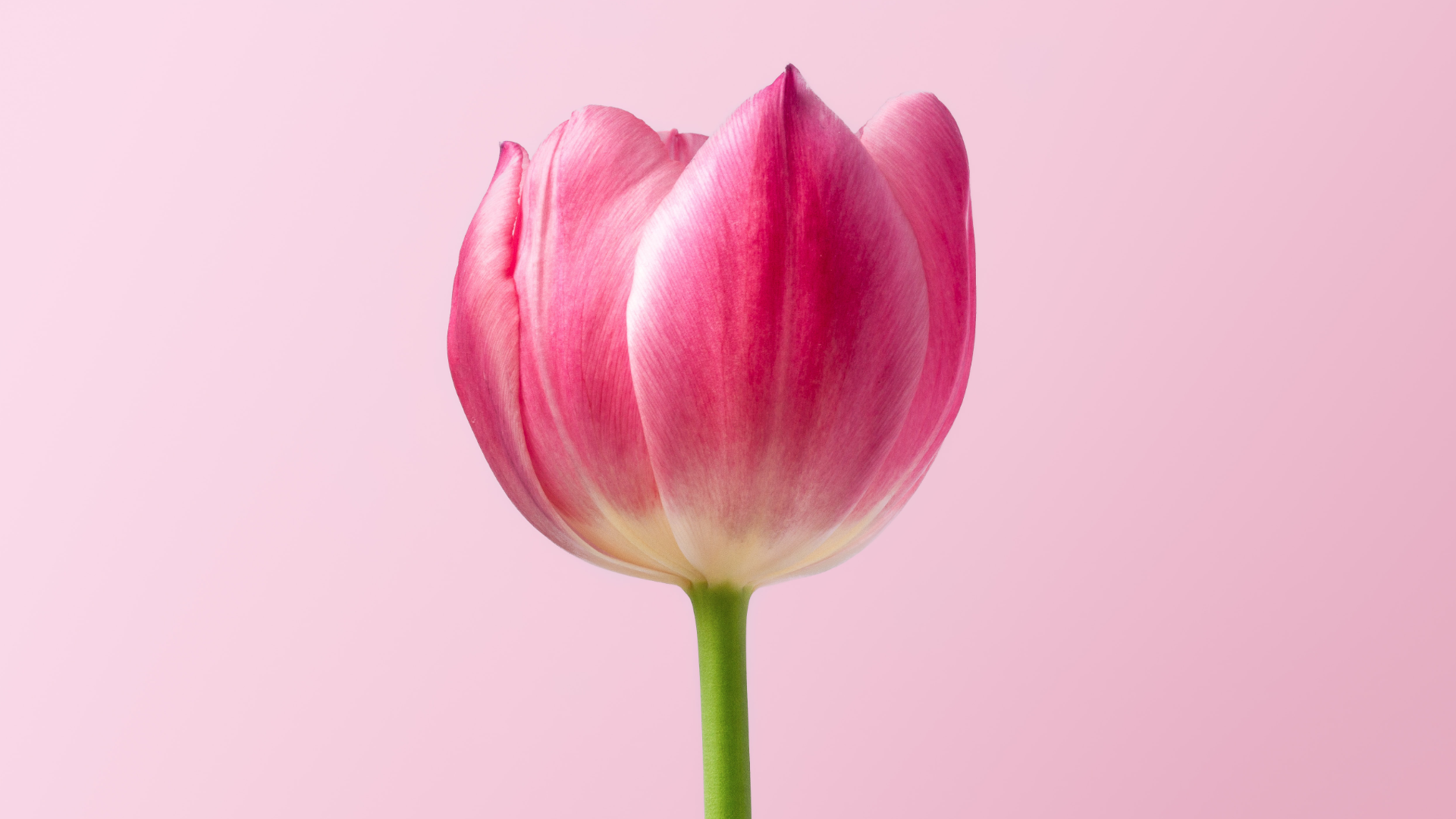 Zdjęcie przedstawia fragment łodygi i kwiat tulipana.