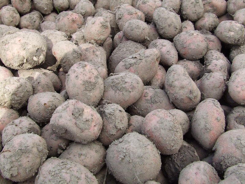 Wykopane bulwy ziemniaka