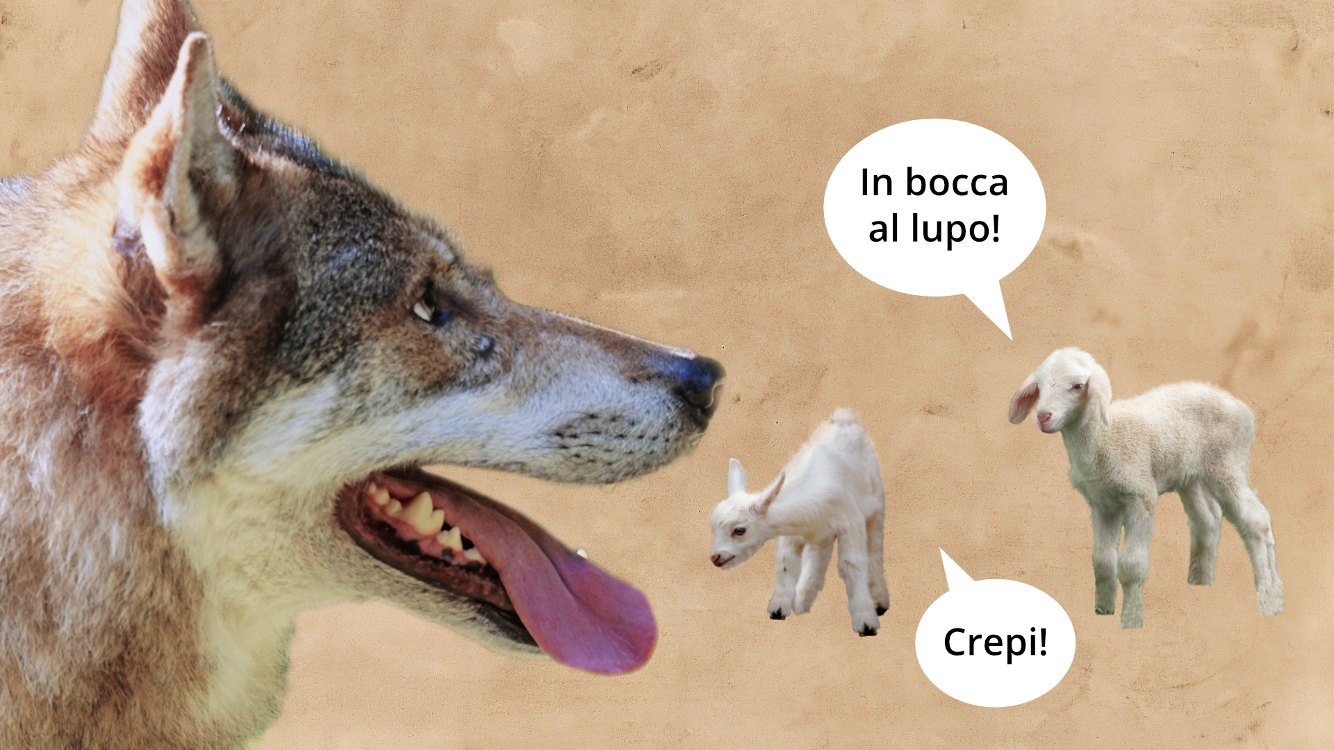 Na zdjęciu na pierwszym planie widoczna jest głowa wilka. Na drugim planie znajdują się dwie małe owieczki. Obok jednej z nich znajduje się dymek z tekstem: Crepi! Obok drugiej znajduje się dymek z tekstem: In bocca al lupo!