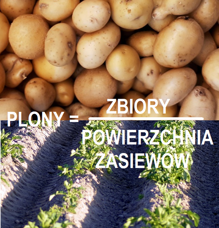 Na połączonych zdjęciach - jedno pod drugim - ziemniaków i redlin z ziemniakami jest napis: PLONY=ZBIORY dzielone przez POWIERZCHNIA ZASIEWÓW.