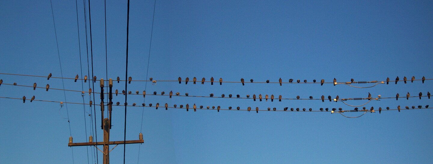 Fotografia przedstawia szereg siedzących obok siebie ptaków na liniach wysokiego napięcia