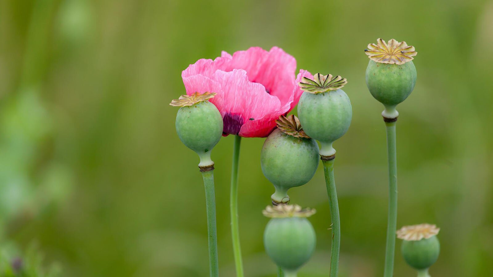Zdjęcie przedstawia mak lekarski, o długich prostych łodygach, zakończonych jednym kwiatostanem o dużych owalnych płatkach tworzących kielich. Obok rozwiniętego kwiatostanu jest jeszcze kilka przekwitniętych maków.