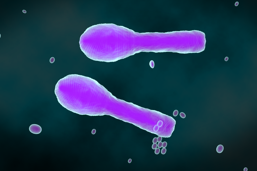 Ilustracja przedstawia na czarnym tle dwie duże, fioletowe, maczugowate bakterie i kilka mniejszych owalnych. Duże bakterie to laseczki tężca, a zgrubienie na końcu to ich przetrwalnik.