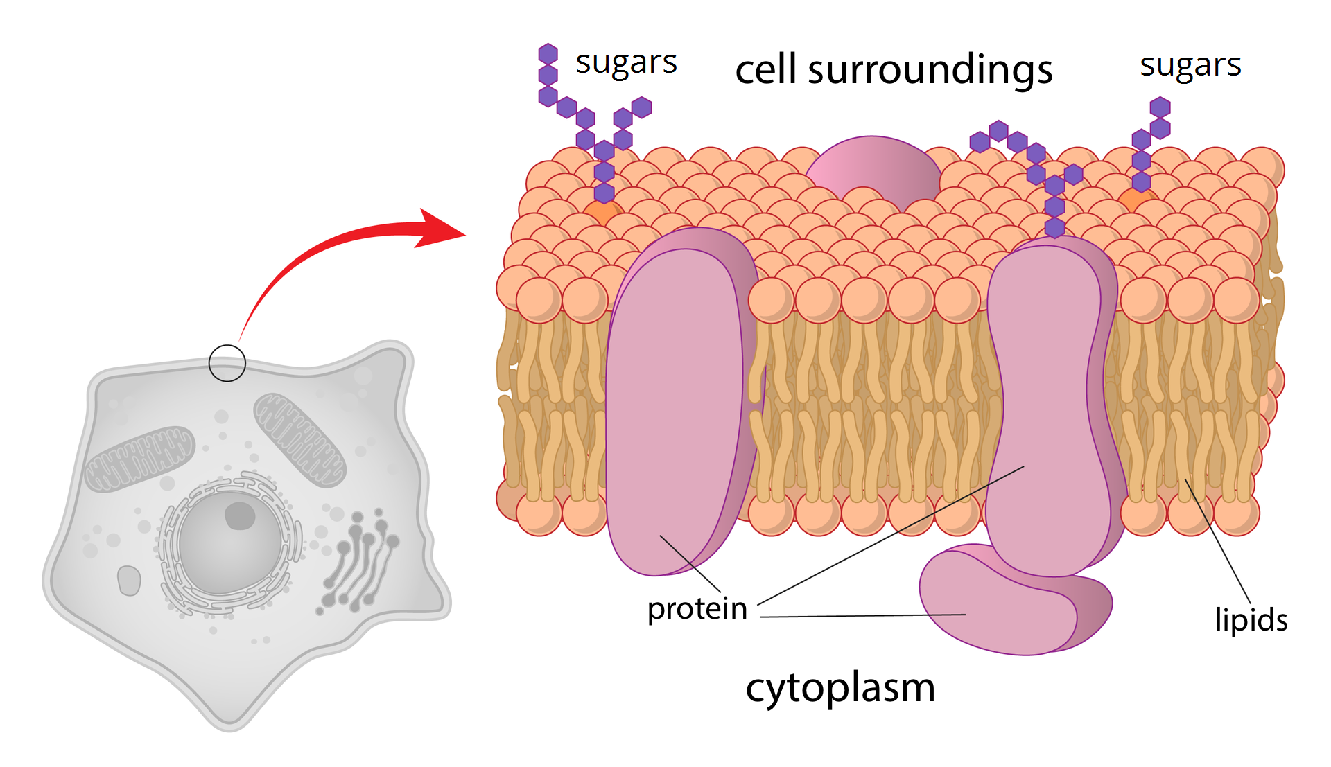 Ilustracja przedstawia budowę błony komórkowej. Błona składa się z 2 warstw cząsteczek lipidów, lipids, których kuliste części zwrócone są na zewnątrz, a ogonki do środka. Pomiędzy nimi są duże cząsteczki białek, proteins, wystające z obu stron z błony. Nad górną warstwy zapisano otoczenie komórki, cell surroundings, pod dolną warstwą zapisano cytoplazma, cytoplasm.  