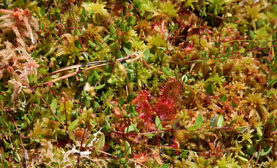 Zdjęcie przedstawia mszar torfowiskowy. Jest to roślina rosnąca na terenach podmokłych. Ma różne barwy – od koloru jasnozielonego przez żółty aż do czerwonego.