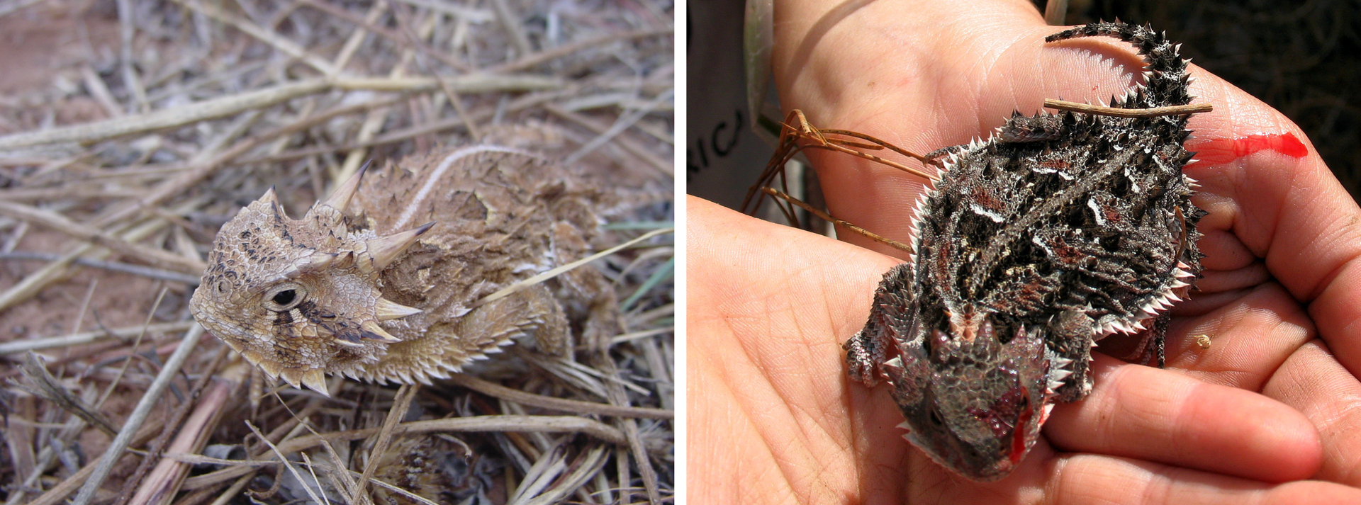 Ilustracja składa się z dwóch zdjęć przedstawiających jaszczurkę, która nazywa się Frynosoma rogata. Na zdjęciu po lewej widoczna jest na źdźbłach słomy. Po prawej stronie znajduje się na dłoniach jakiejś osoby.