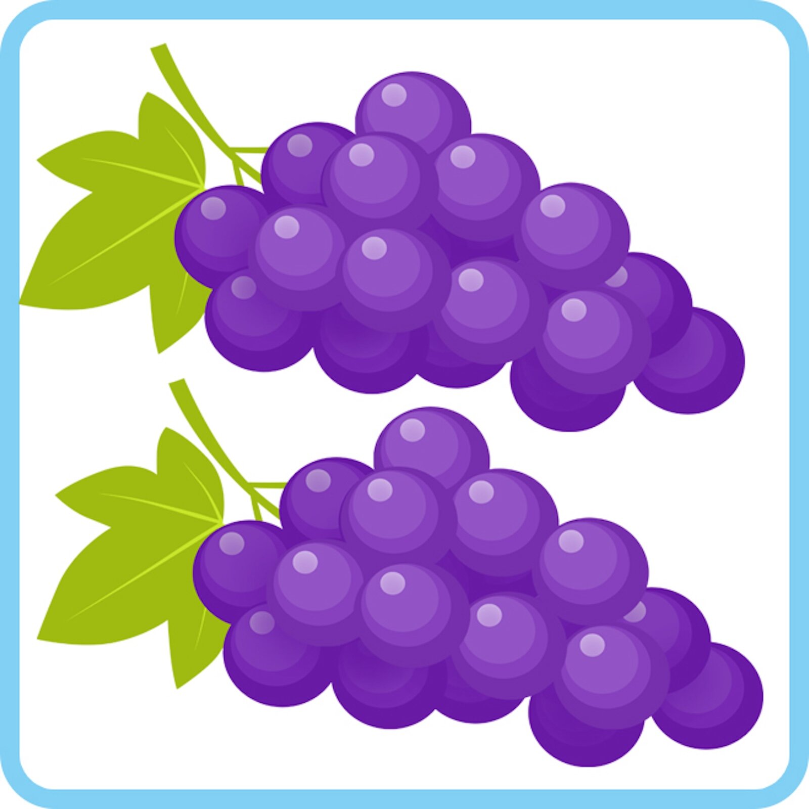 Ilustracja przedstawia dwie kiści winogron
