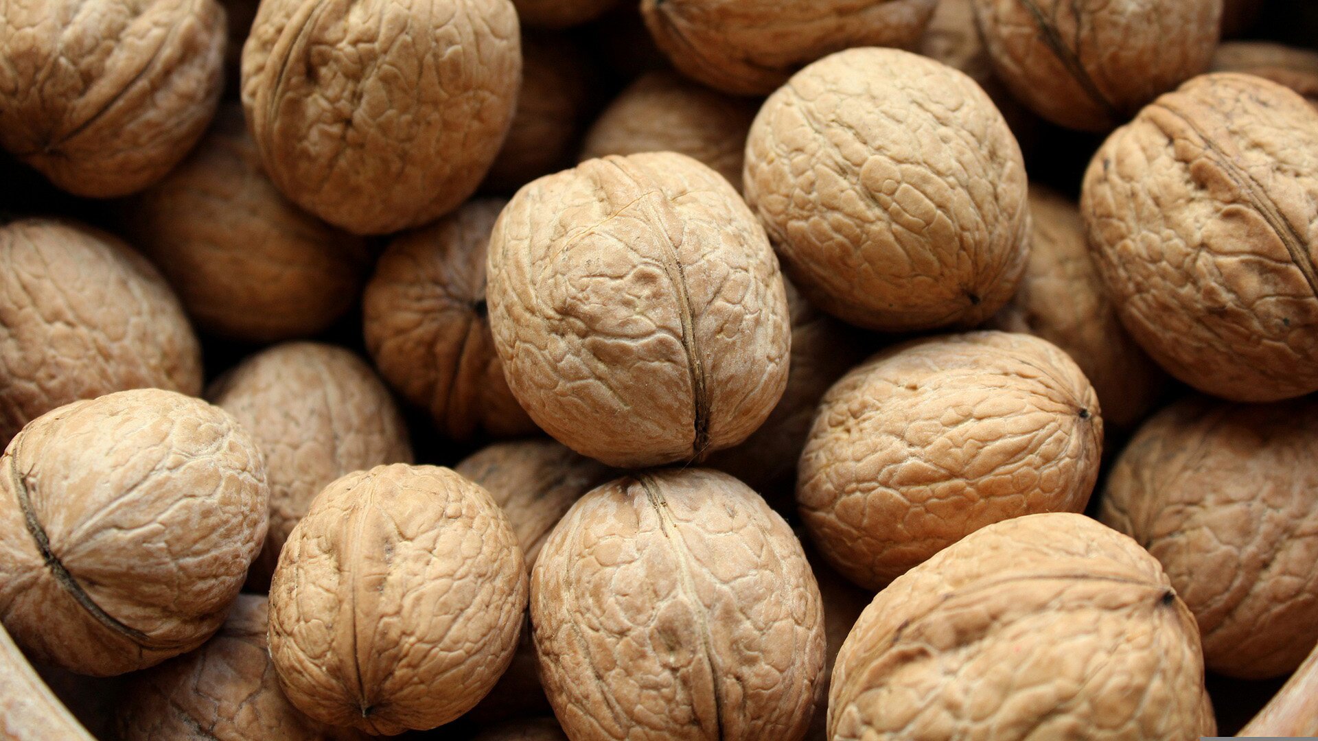 Zdjęcie przedstawia orzechy włoskie. Widoczne jest kilkanaście orzechów włoskich w łupinach.