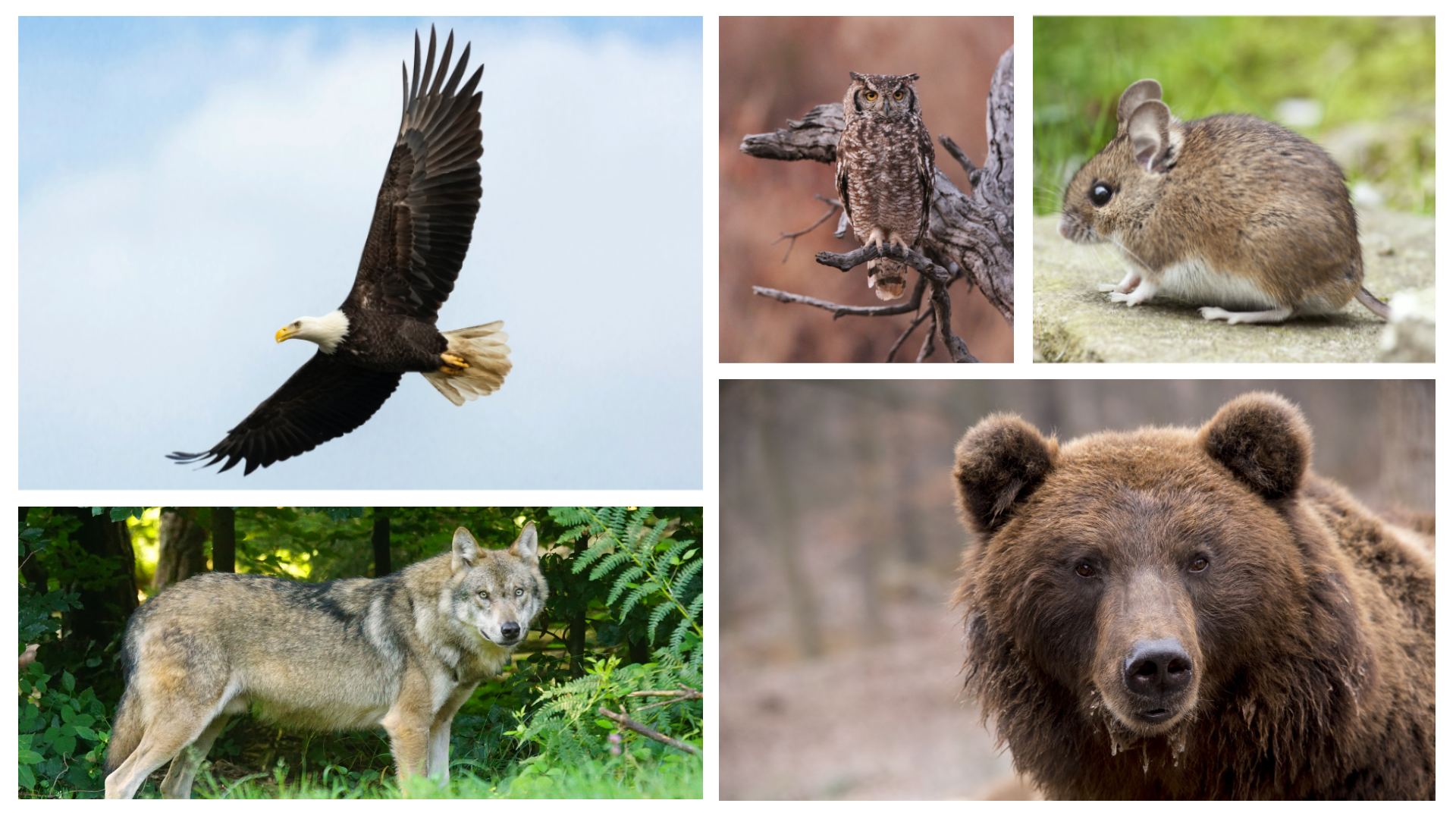Ilustracja składa się z pięciu zdjęć przedstawiających zwierzęta żyjące w parkach narodowych: orzeł, sowa, niedźwiedź brunatny, wilk, dzika mysz.
