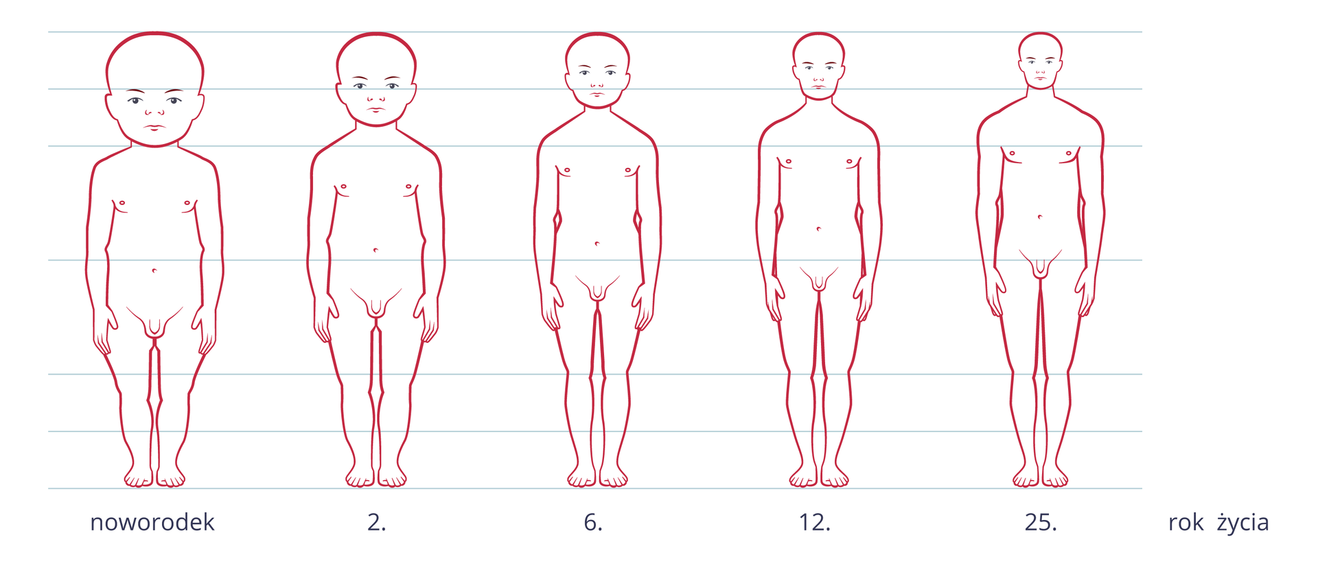 Ilustracja przedstawia zarysy zmieniającej się sylwetki człowieka od narodzin do dorosłości. Na osi X podpisane lata życia. Linie poziome wskazują proporcje ciała. W miarę dorastania zmieniają się proporcje wielkości głowy w stosunku do długości ciała. Głowa noworodka to jedna czwarta całej jego wysokości. W kolejnych etapach rozwoju stosunek wielkości głowy do reszty ciała się zmniejsza, aż finalnie w 25. roku życia wynosi jedną ósmą wysokości.