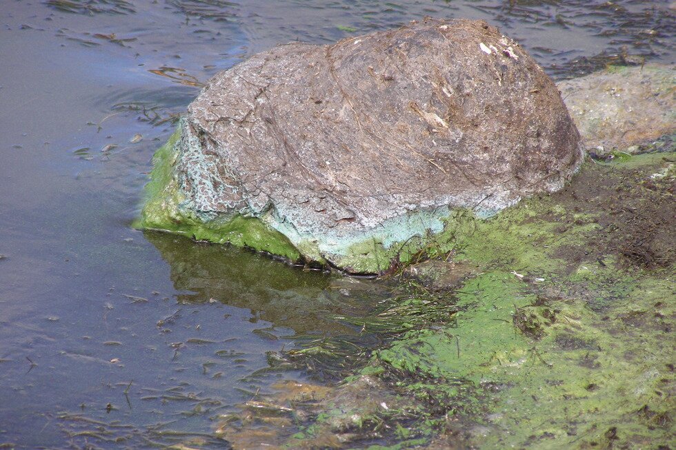 Fotografia przedstawia brzeg zbiornika wodnego. Po prawej stronie skała częściowo zanurzona w wodzie. Skałę w miejscu zetknięcia z wodą pokrywa zielony nalot glonów.