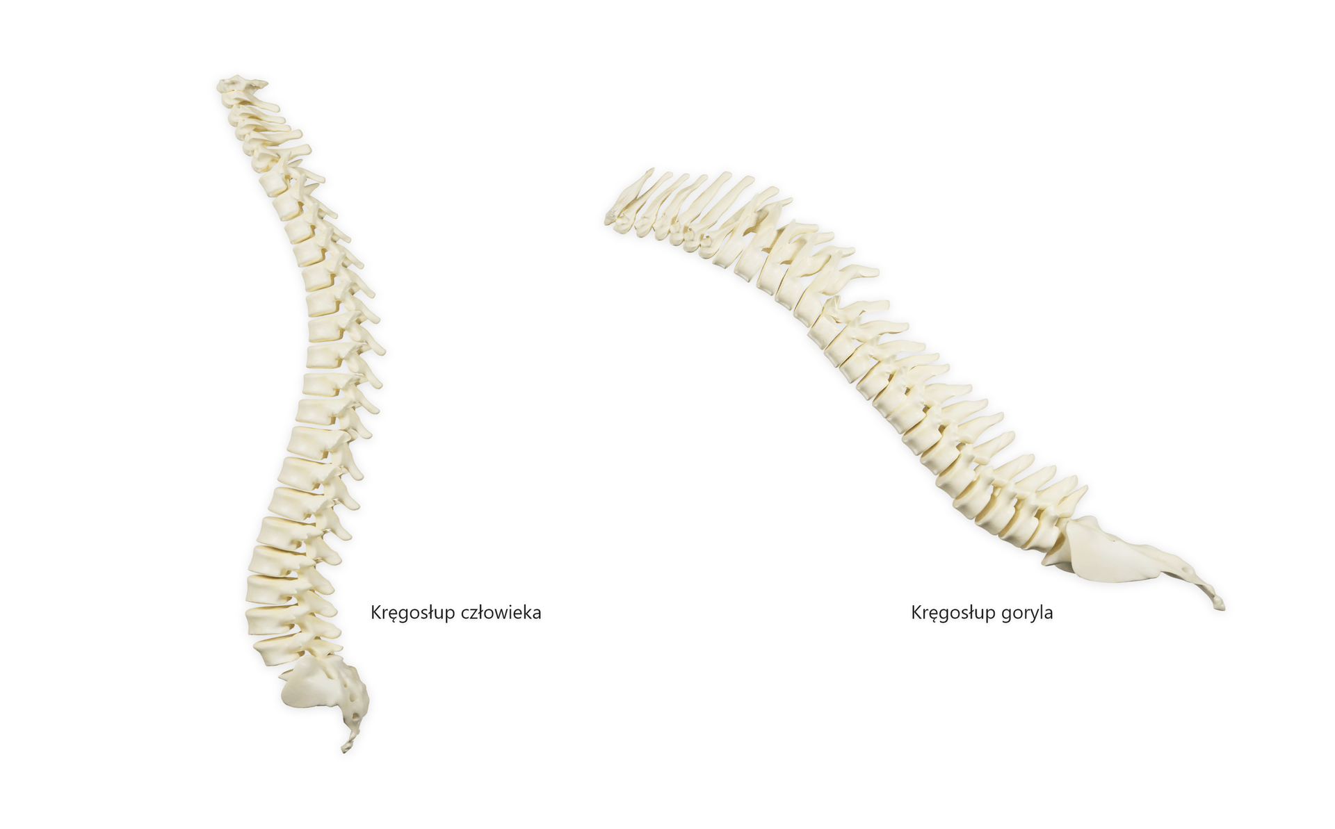 Ilustracja przedstawia dwa kręgosłupy. Po lewej stronie jest kręgosłup człowieka, po prawej stronie kręgosłup goryla. Kręgosłup goryla jest łukowato wygięty, natomiast kręgosłup człowieka jest wygięty w kształcie podwójnej litery S.  