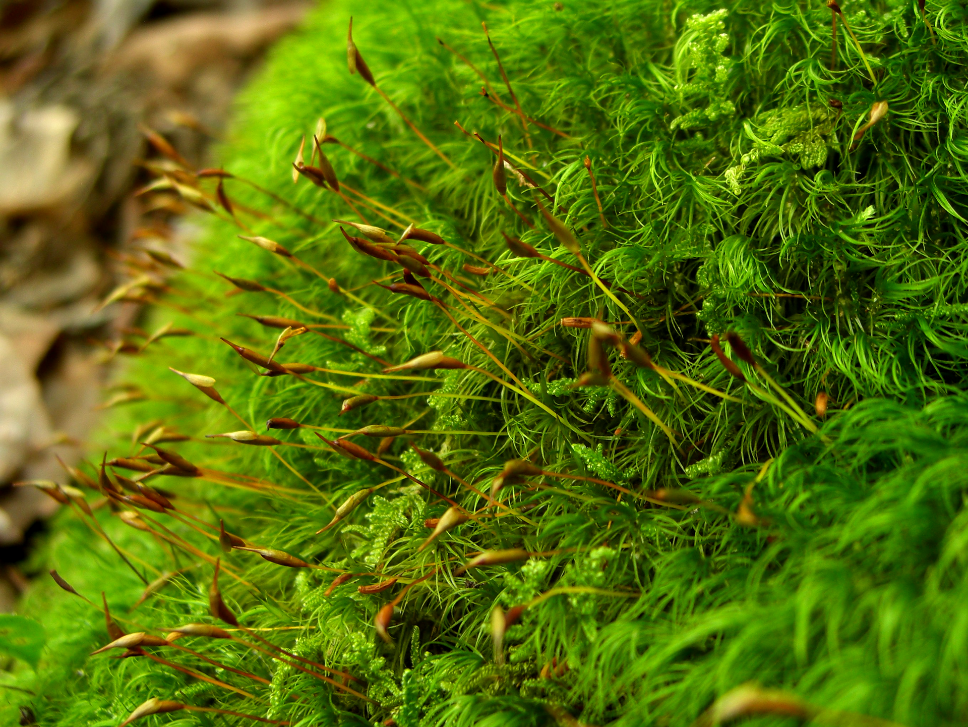 Na planszy widoczny jest Widłoząb miotlasty. Na fotografii znajdują się liczne, krótkie, cienkie, ciemno‑brązowe łodyżki, które porastają długie, cienkie, jasno‑zielone listki. Widoczne są pojedyncze, długie, nagie brązowe łodyżki z zarodnią.