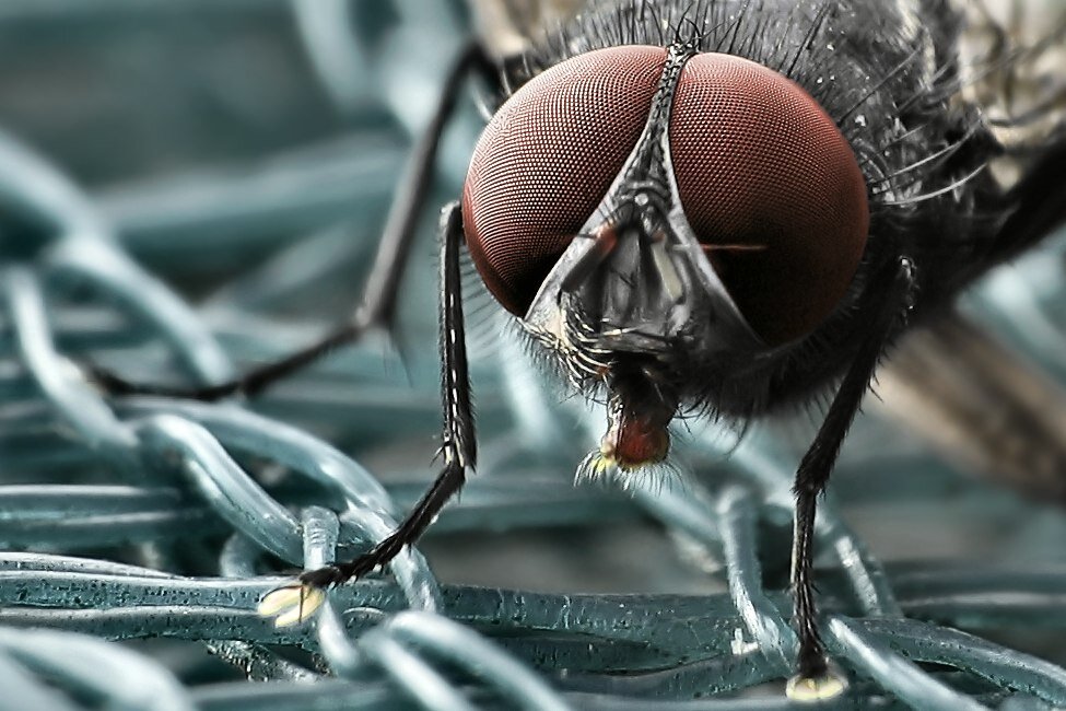 Grafika przedstawia zbliżenie na głowę muchy domowej. Posiada ona ogromne oczy, zajmujące większą część jej głowy oraz krótki aparat gębowy. 
