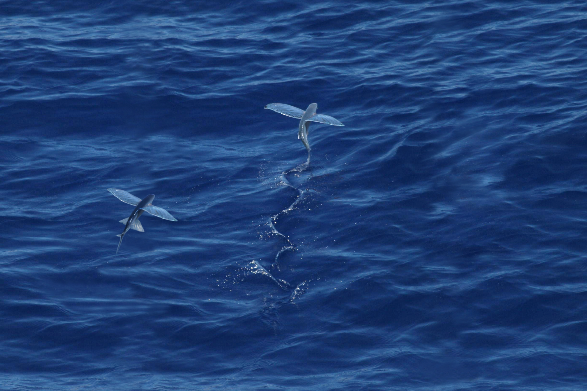 Fotografia przedstawia z góry dwie szarobłękitne ryby nad niebieską powierzchnią morza. To tak zwane ryby latające. Ciało wrzecionowate, płetwy piersiowe i brzuszne szeroko rozłożone poziomo, podobne do ptasich skrzydeł. Ta wyżej ma wygięty tułów, a na wodzie zostawia esowaty ślad po szybkich ruchach płetwą ogonową.