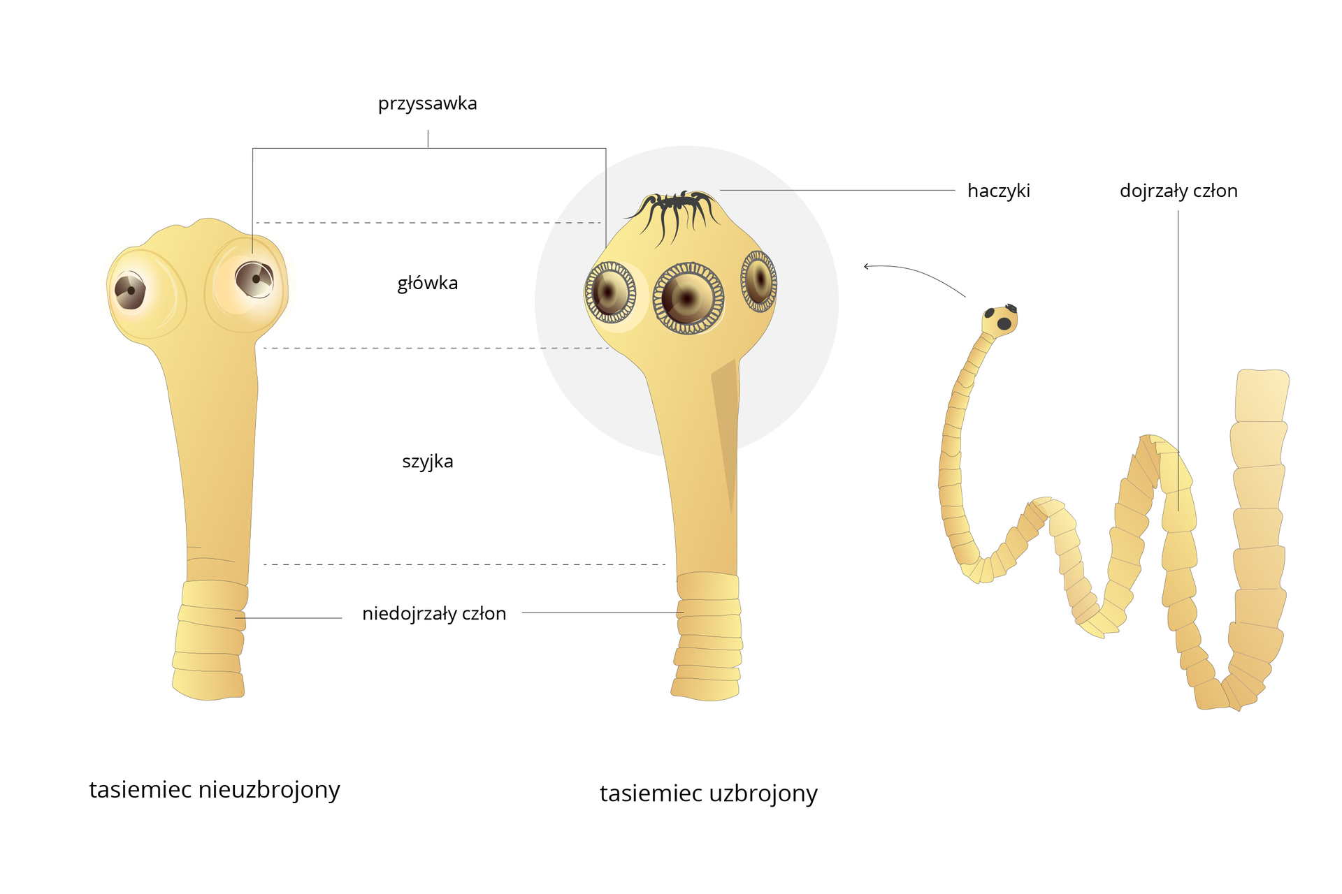 Ilustracja przedstawia trzy schematyczne rysunki tasiemców w kolorze beżowym. Z lewej przednia część ciała tasiemca nieuzbrojonego, w środku uzbrojonego, po prawej fragment długiego, spiralnego ciała tasiemca uzbrojonego. Poszczególne części ciała tasiemców są podpisane ze wskazaniem podobieństw i różnic. Zarówno ciało tasiemca nieuzbrojonego, jak i uzbrojonego, składa się z płaskich, podłużnych, prostokątnych członów, długiej, wąskiej szyjki, okrągłej główki i okrągłych, brązowych przyssawek. Główka tasiemca uzbrojonego dodatkowo zawiera czarne, podłużne haczyki. Po prawej stronie widoczny jest tasiemiec uzbrojony z długim, segmentowanym, płaskim, dojrzałym członem. Niedojrzałe człony znajdujące się przy główce mają kształt wąskich prostokątów, które im dalej od główki przybierają co raz to bardziej kwadratowy kształt dojrzałego członu.