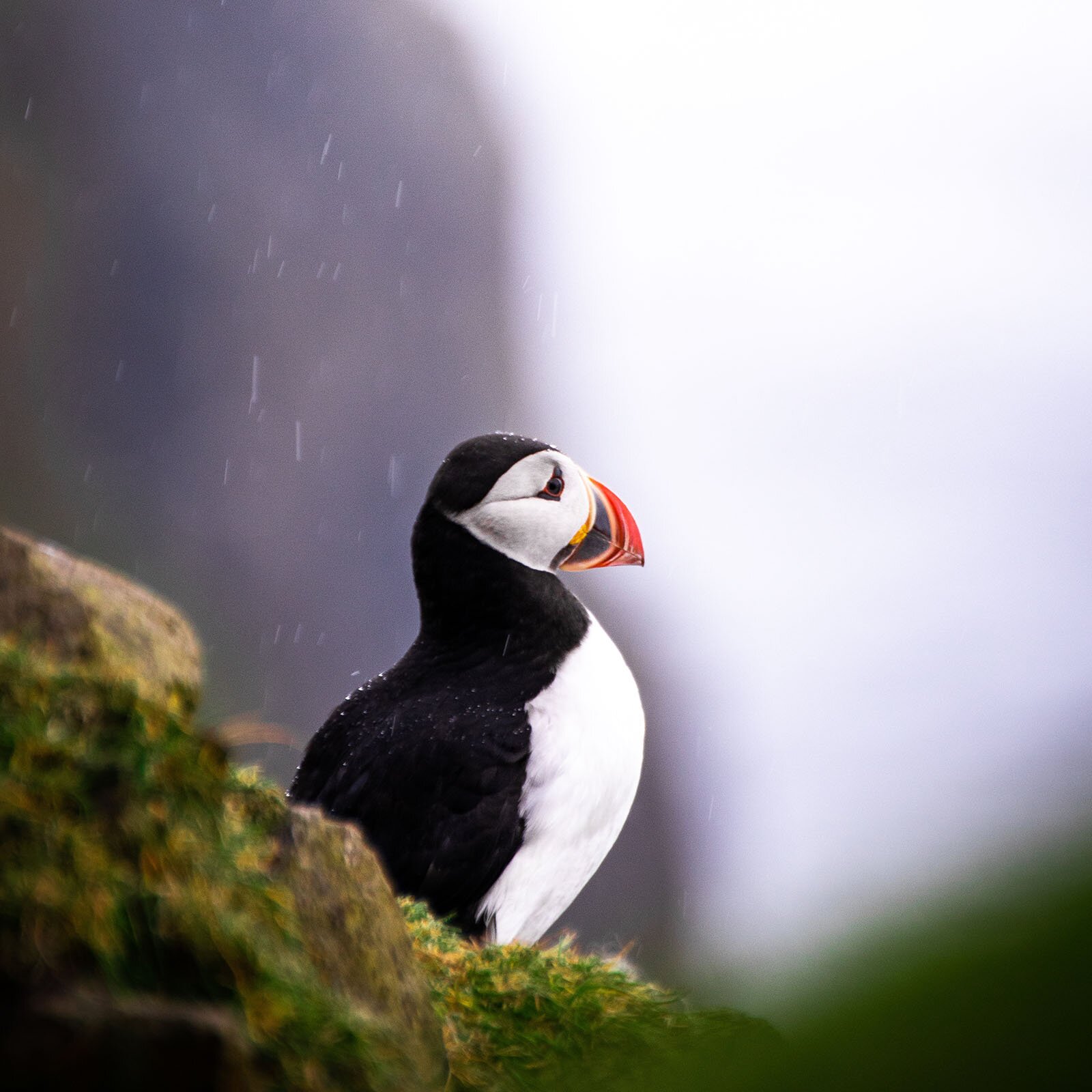 Zdjęcie przedstawia ptaka wodnego – maskonura zwyczajnego, z czerwonym dziobem, głową, karkiem, grzbietem i skrzydłami w kolorze czarnym. Boki głowy, pierś i brzuch są w kolorze białym. Ptak siedzi bokiem na skarpie.. 