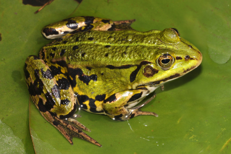 Fotografia przedstawia zbliżenie oliwkowej żaby z boku, pyskiem w prawo. Żaba trawna siedzi na podłożu z brunatnych liści i gałązek. Na głowie duże, wypukłe, okrągłe oczy ze złotawymi tęczówkami. Szpara źrenicy czarna, poziomo owalna. Przez pysk, oko aż do przednich łap brązowa plama. Ciało krępe, kończyny przyciągnięte do tułowia. Brzuch jasny. Na tylnych łapach ciemniejsze, poprzeczne pasy.