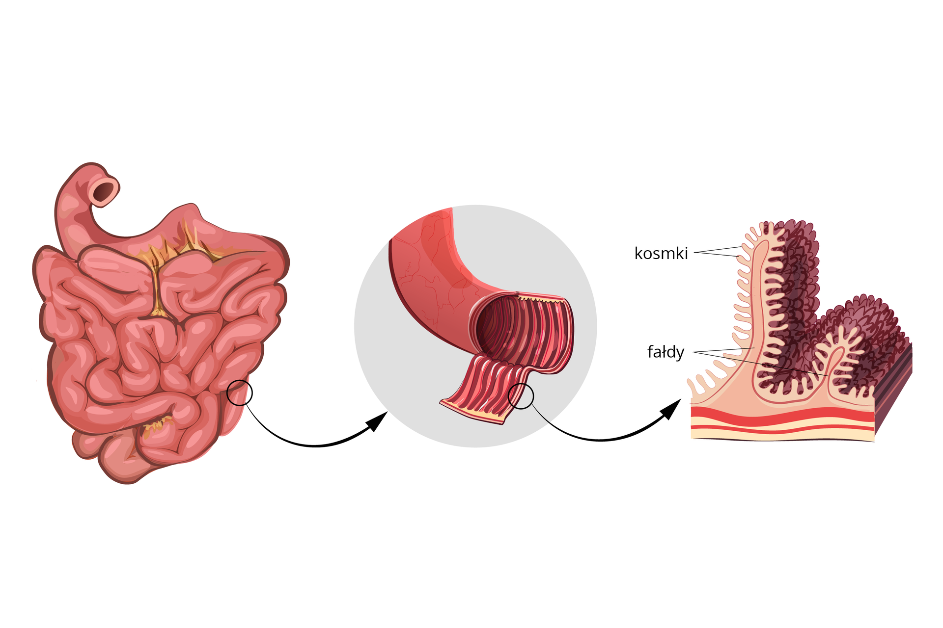 Ilustracja przedstawia z lewej różowe, rurkowate jelito cienkie. Strzałka prowadzi do powiększenia fragmentu jelita, w którym ukazano fałdy. Rysunek z prawej to powiększenie mikroskopowe błony jelita cienkiego. Na różowych fałdach znajdują się gęsto ułożone wypustki – kosmki (ciemnofioletowe). U ich podstawy wrysowano czerwone naczynia krwionośne.