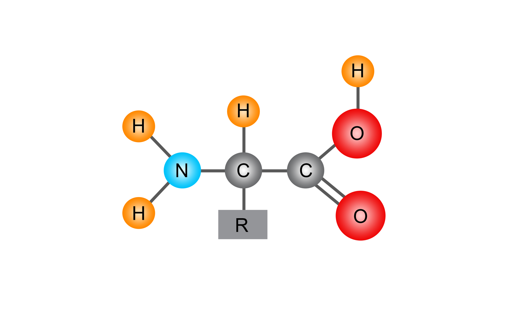 Ilustracja przedstawia ogólny wzór strukturalny aminokwasu w modelu kulkowo‑pręcikowym. Atomy węgla zaznaczono jako szare kulki, atomy wodoru jako żółte mniejsze, tlenu jako większe czerwone i atom azotu jako średnią kulkę niebiską. Podstawnik R reprezentujący łańcuch boczny zaznaczono w postaci szarego prostokąta. Wiązania reprezentowane są przez pojedyncze lub podwójne pręciki łączące poszczególne atomy, w zależności od krotności wiązań. Cząsteczka zbudowana jest grupy aminowej utworzonej przez atom azotu podstawiony dwoma atomami wodoru. Grupa ta łączy się z atomem węgla związanym z atomem wodoru, łańcuchem bocznym R oraz grupą karboksylową, którą stanowi atom węgla połączony za pomocą wiązania podwójnego z atomem tlenu oraz za pomocą wiązania pojedynczego z drugim atomem tlenu podstawionym atomem wodoru.