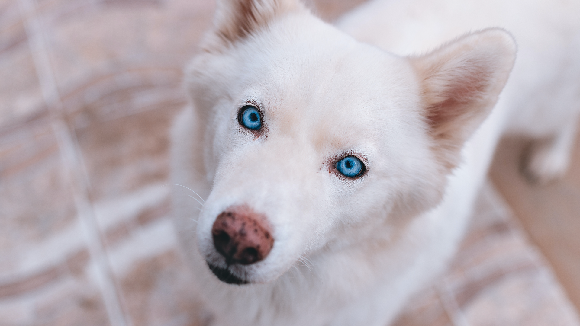 Zdjęcie przedstawia psa wpatrzonego w kadr.