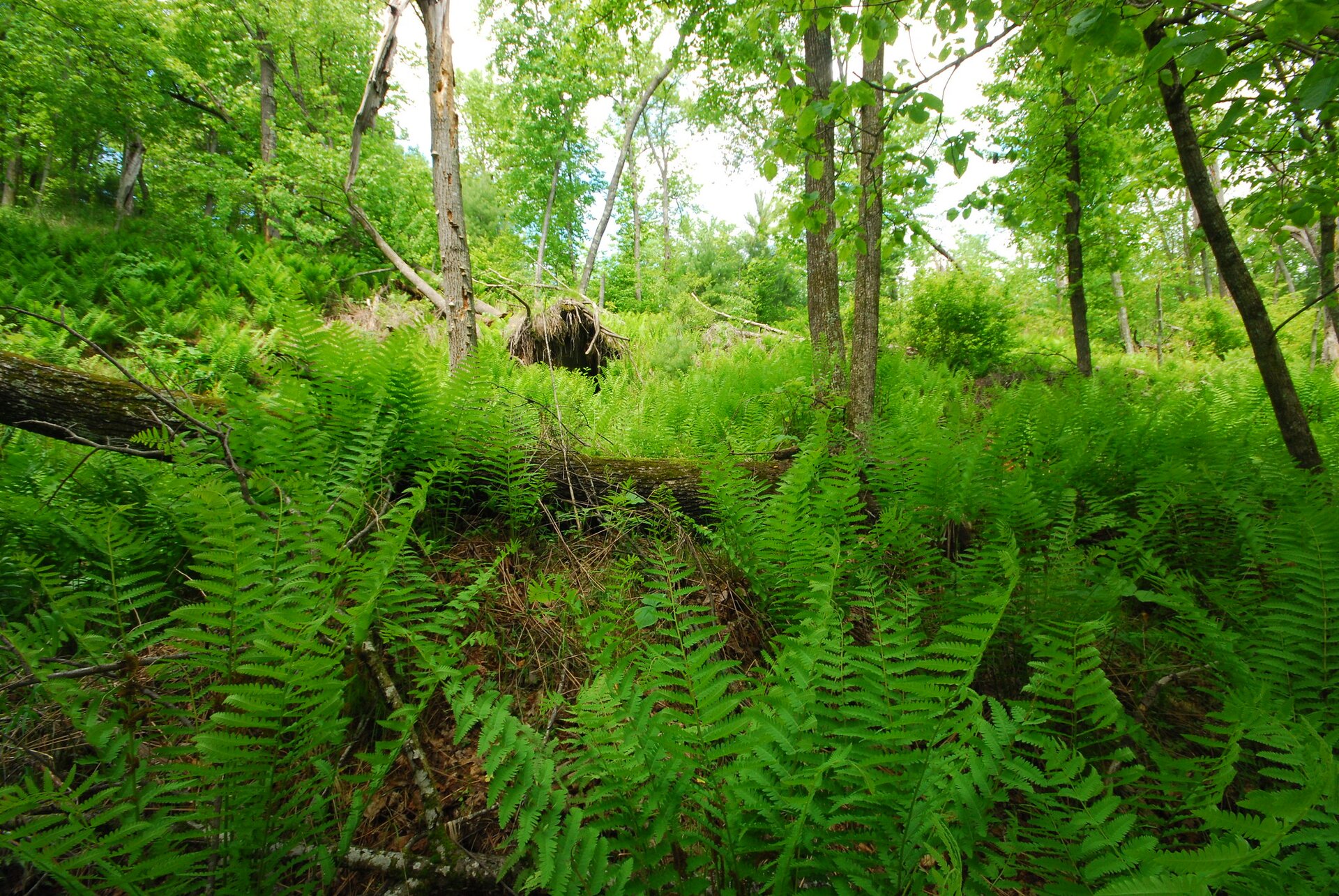 Na planszy widoczne jest runo leśne z licznymi paprociami z jasno‑zielonymi, rozłożystymi, długimi, naprzeciwległymi liśćmi i wieloma, brązowymi, cienkimi, wysokimi pniami drzew.
