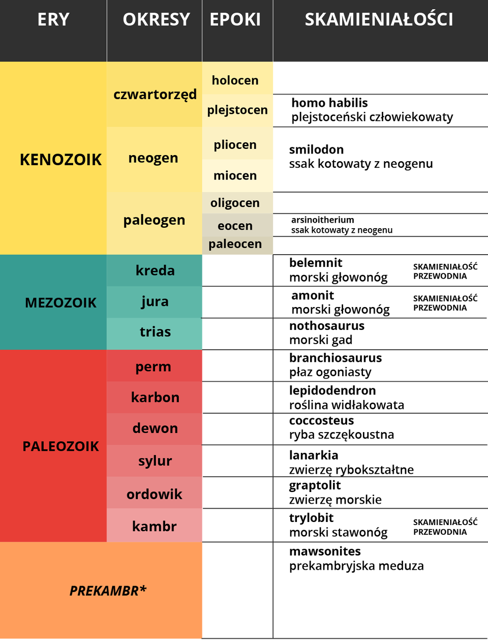 Ilustracja zawiera tabelę stratygraficzną, prezentującą w kolejnych kolumnach ery, ich okresy, epoki, na które się dzielą, i odpowiadające im skamieniałości. Najstarsza era to prekambr, odpowiada jej skamieniałość prekambryjskiej meduzy mawsonites. Kolejna era to paleozoik, mająca sześć okresów - kambr, ordowik, sylur, dewon, karbon, perm. Okresowi kambru odpowiada trylobit, morski stawonóg, będący skamieniałością przewodnią. Ordowikowi odpowiada graptolit, zwierzę morskie. Sylurowi odpowiada lanarkia, zwierzę rybokształtne. Dewonowi odpowiada coccosteus, ryba szczękoustna. Karbonowi odpowiada lepidodendron, roślina widłakowata. Permowi odpowiada branchiosaurus, płaz ogoniasty. Kolejna era to mezozoik, dzieląca się na trzy okresy: trias, jura, kreda. Triasowi przyporządkowany jest nothosaurus, morski gad. Jurze odpowiada amonit, morski głowonóg, będący skamieniałością przewodnią. Kredzie przyporządkowano belemnita, morskiego głowonoga, skamieniałość przewodnią. Kolejna era to kenozoik, dzieląca się na paleogen, neogen i czwartorzęd. Paleogen dzieli się z kolei na epoki: paleocen, eocen, oligocen. Neogen dzieli się na epoki: miocen, pliocen. Czwartorzęd dzieli się na epoki: plejstocen, holocen. Dla drugiej z epok ery kenozoicznej, czyli dla eocenu, charakterystyczne są skamieniałości gatunku arsinoitherium, ssaka kotowatego. Dla całego okresu neogenu charakterystyczny jest smilodon, ssak kotowaty. Dla pierwszej epoki czwartorzędu, czyli dla plejstocenu, charakterystyczny jest gatunek homo habilis, plejstoceński człowiekowaty. 