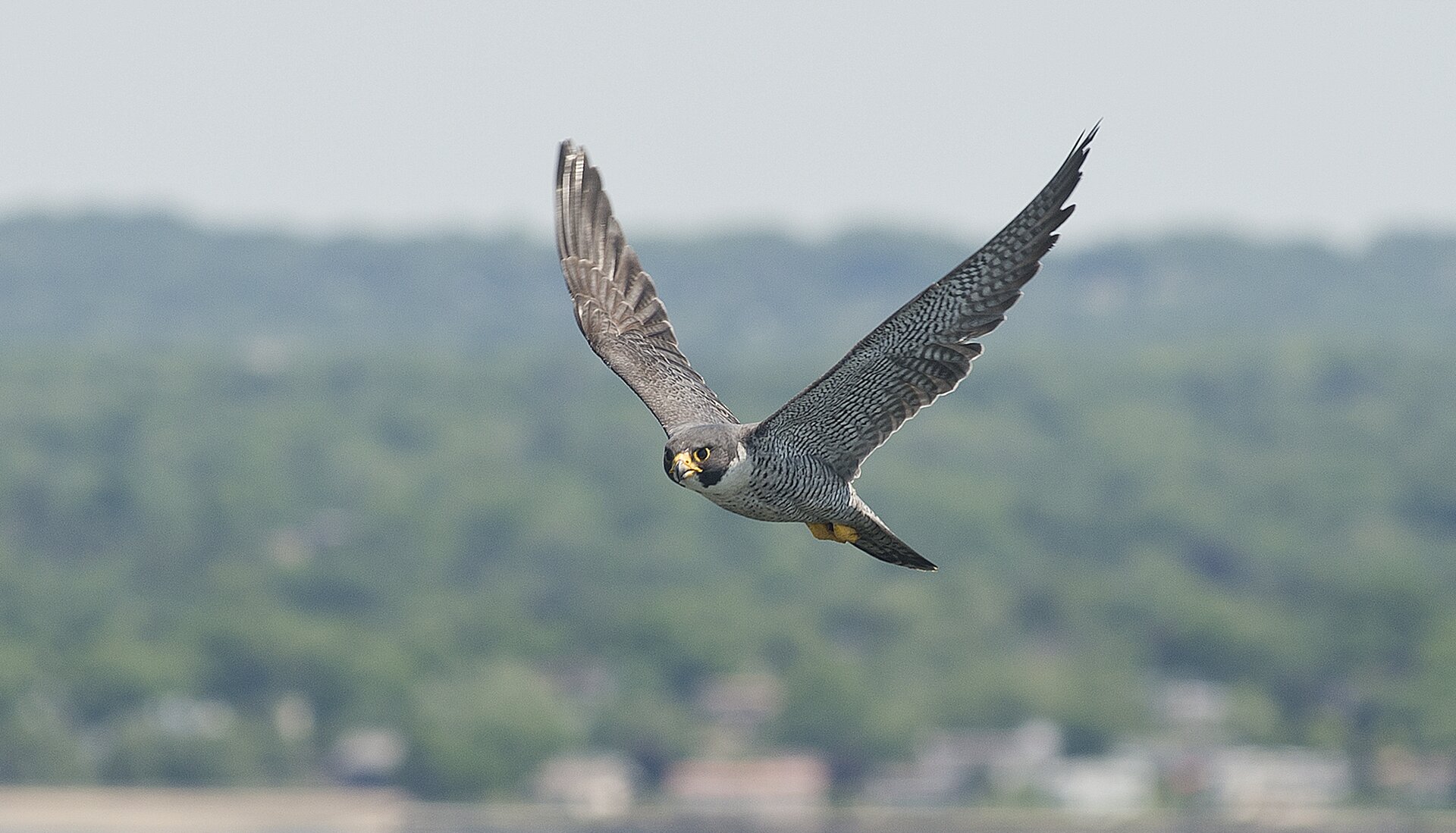 Fotografia prezentuje sokoła w locie. Jest to ptak o szarym upierzeniu i żółtym dziobie. Oczy sokoła są duże, a ich obramowanie żółte. Źrenice są okrągłe i czarne, mocno rozszerzone. Pióra ptaka mają czarne i białe plamki. Sokół ma podwinięte pod siebie żółte nogi.