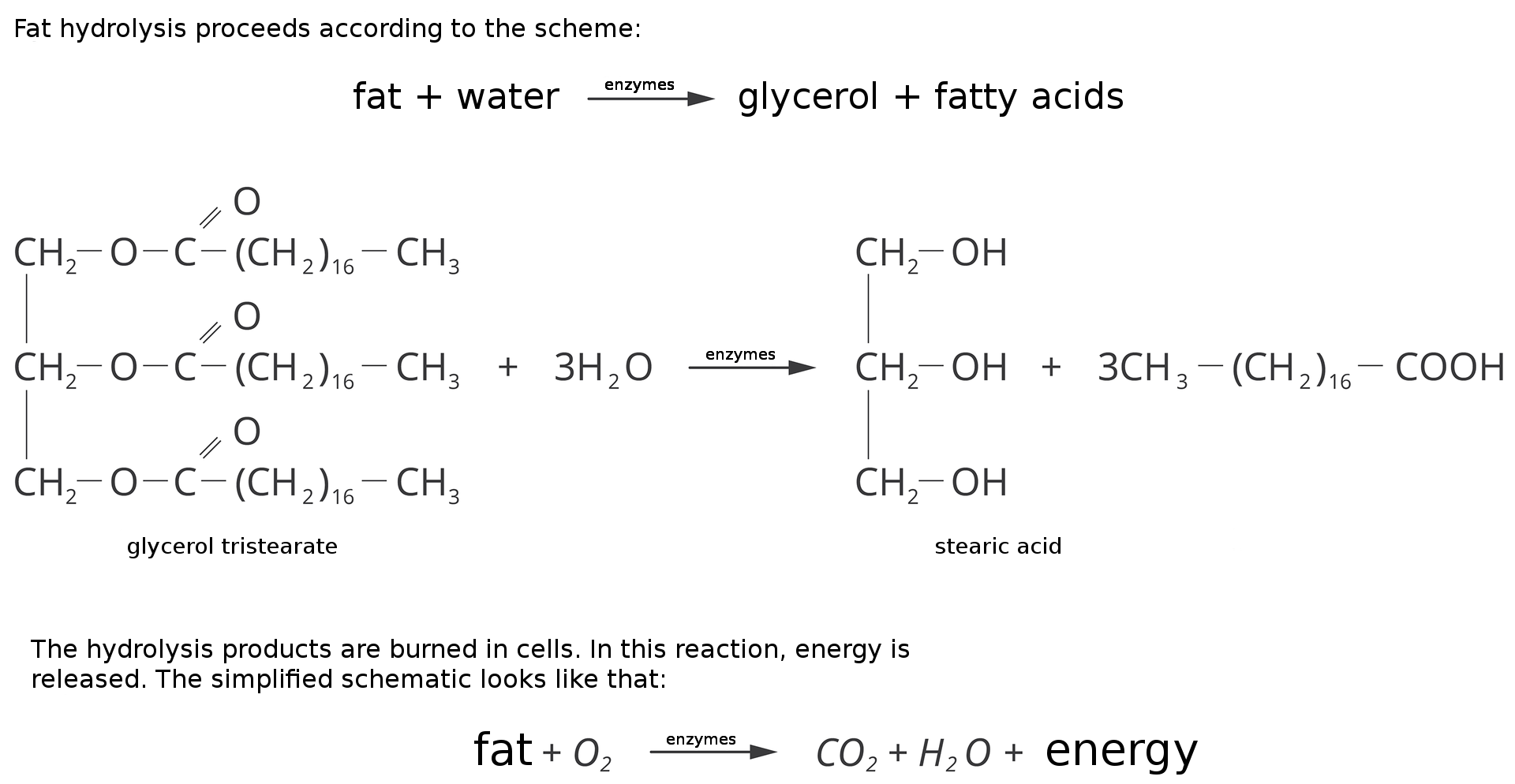 Ilustracja przedstawia uproszczone schematy hydrolizy. Tłuszcz dodać woda strzałka w prawo, nad nią napis: enzymy,  glicerol dodać kwasy tłuszczowe. Tristearynian glicerolu dodać trzy cząsteczki wody strzałka w prawo nad nią napis enzymy glicerol dodać trzy cząsteczki kwasu stearynowego.