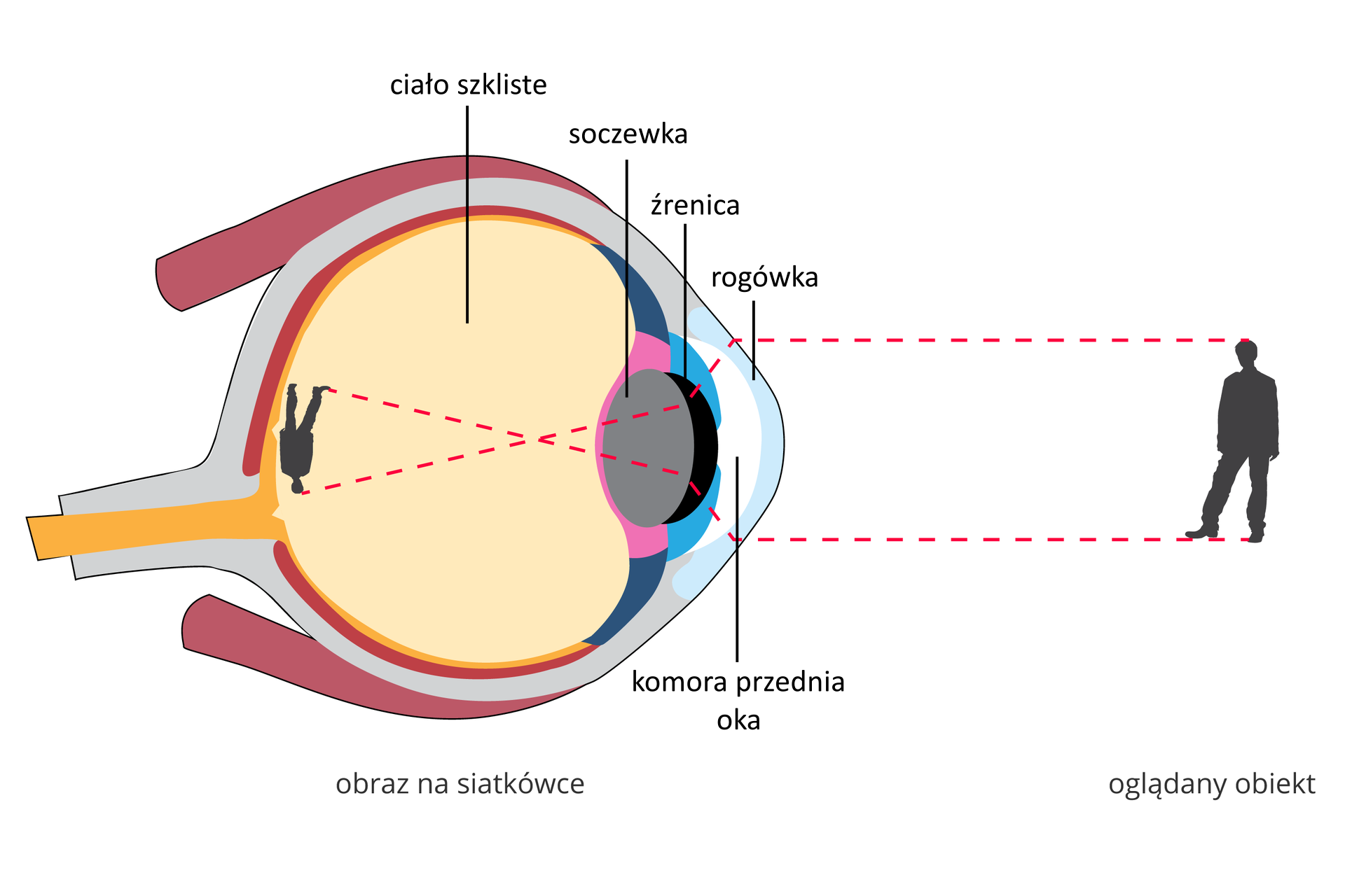 Ilustracja przestawia obraz widziany na siatkówce. Widnieje na niej gałka oczna. Gałka ma zaokrąglony kształt. Przed nią znajduje się ciemna sylwetka człowieka. Jego obraz przechodzi przez niebieską, cienką, półokrągłą rogówkę, białą komorę przednią oka, następnie trafia do czarnej, półokrągłej źrenicy i szarej, owalnej soczewki, przy której obraz jest odwrócony i przechodzi do żółtego, rozległego ciała szklistego, gdzie znajduje się odwrócona i pomniejszona postać człowieka.
