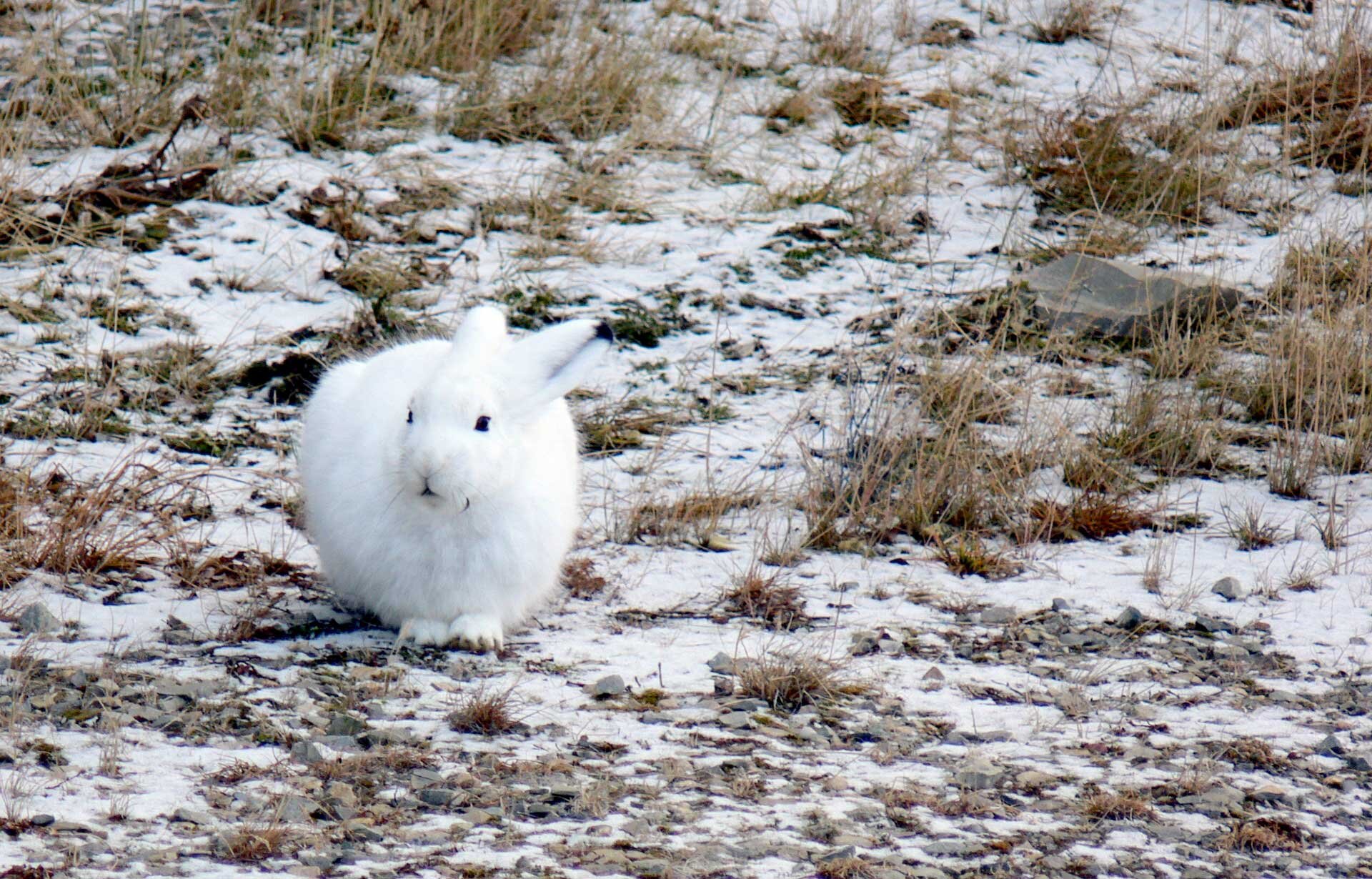 Fotografia prezentuje białego królika o czarnych małych oczach i sterczącymi spiczastymi uszami. Królik siedzi na łące, przodem do obserwatora. Łąka ma suche źdźbła trawy i pokryta jest cienka warstwą śniegu.