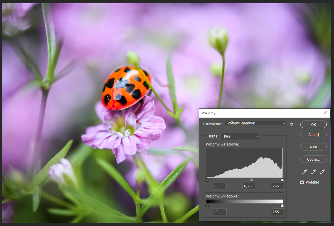 Ilustracja przedstawia okno programu. W obszarze roboczym jest zdjęcie biedronki siedzącej na różowym kwiatku. Po prawej stronie jest okno dialogowe o nazwie: Poziomy. W Ustawieniach z listy wybrano Półtony ciemniej. W Kanale jest RGB. Poniżej jest histogram. Po jego lewej stronie jest wartość zero, na środku 0,75, po prawej 255. Zaznaczono: Podgląd.   