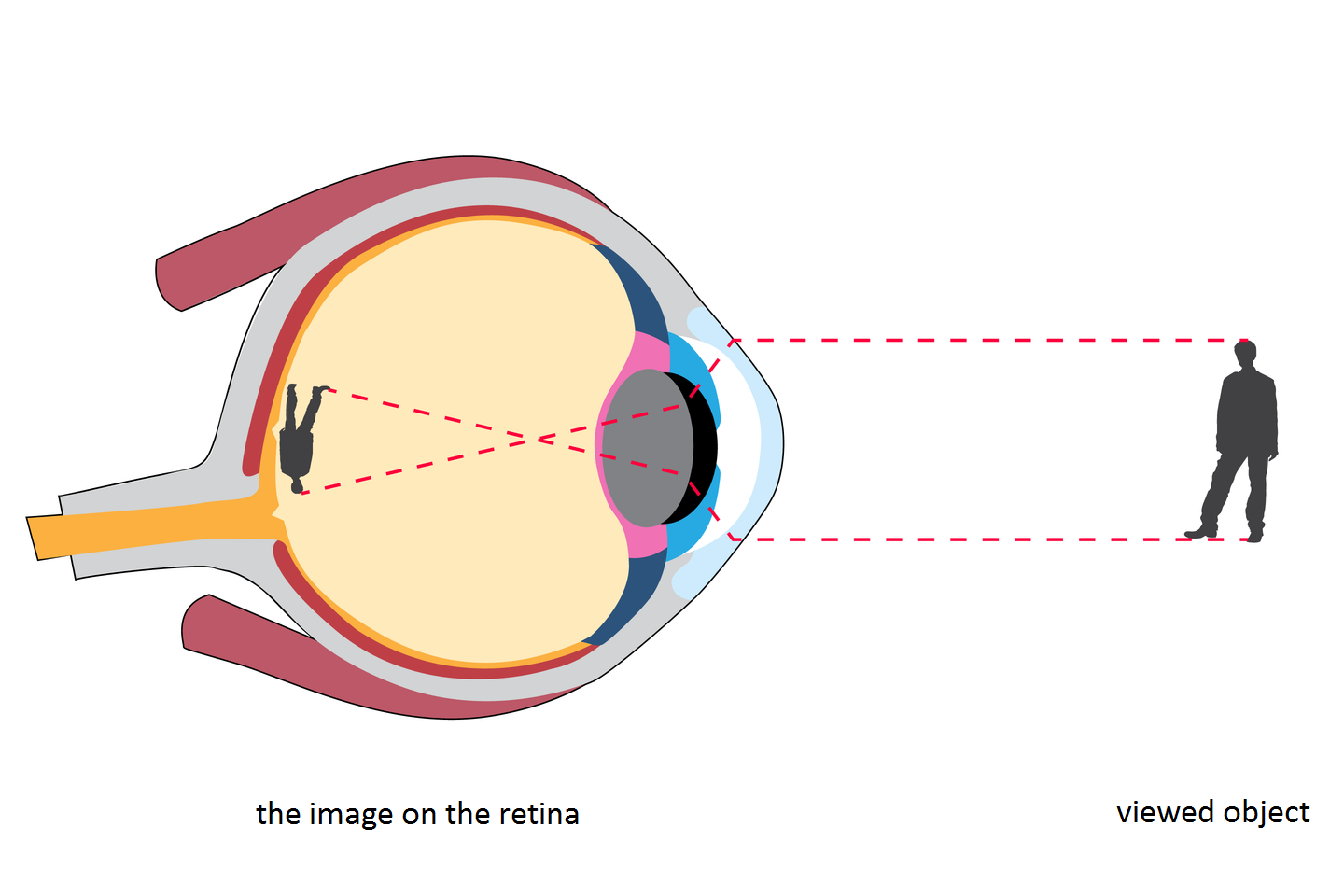 Ilustracja przedstawia, w jaki sposób powstaje obraz obiektu na siatkówce oka. Oko zwrócone w prawo, w przekroju pionowym. Oglądanym obiektem jest sylwetka mężczyzny z prawej. Promienie świetlne zaznaczone w postaci czarnych linii. Promienie z różnych punktów obiektu trafiają przez otwór źrenicy na soczewkę. Dzięki jej krzywiźnie zostają załamane i trafiają na siatkówkę, gdzie powstaje obraz odwrócony i pomniejszony.