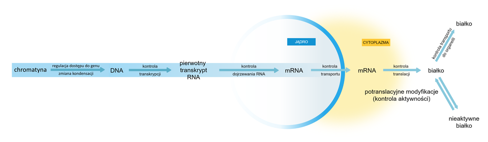 Na schemacie przedstawiony jest uproszczony przebieg ekspresji genu. Schemat zaczyna się od napisu „chromatyna”, o którego strzałka prowadzi do „DNA”, nad strzałką jest napisane regulacja dostępu do genu, a niżej zmiana kondensacji. Od „DNA” poprowadzona jest strzałka do napisu „ pierwotny transkrypt RNA”, a nad nią zapis „kontrola transkrypcji”. Kolejna strzałka prowadzi od napisu „pierwotny transkrypt RNA” do napisu „mRNA”, a nad nią widnieje „kontrola dojrzewania RNA”. Następna strzałka przechodzi przez narysowaną granicę pomiędzy jądrem komórkowym, a cytoplazmą, prowadzi do zapisu „mRNA” umieszczonego w cytoplazmie i jest opatrzona zapisem „Kontrola transportu”. Od „mRNA” odchodzi strzałka do napisu „białko”, przy której znajduje się napis „kontrola translacji”. Od białka odchodzą dwie strzałki, pierwsza z nich prowadzi do kolejnego napisu „białko” i jest opatrzona zapisem „ kontrola transportu do organelli”, a druga ma groty zwrócone w obie strony i prowadzi do napisu „nieaktywne białko”. Obok znajduje się napis „potranslacyjne modyfikacje (kontrola aktywności)”