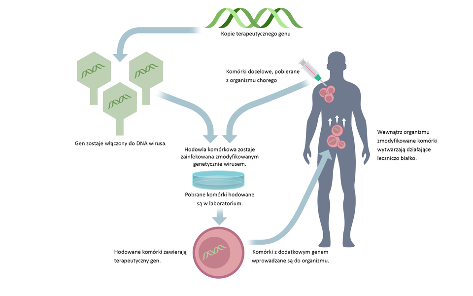 Ilustracja przedstawia schemat terapii genowej ex vivo. Na górze schematu jest helisa w postaci splecionych ze sobą dwóch nici - to kopia terapeutycznego genu. Od kopii strzałka do genu, który zostaje włączony do DNA wirusa. Na ilustracji są trzy zielone elementy w kształcie sześciokątów. W ich środku znajdują się helisy. Od genu oraz od sylwetki człowieka, w której zaznaczono komórki docelowe, pobierane z organizmu chorego (za pomocą strzykawki), strzałki do napisu: hodowla komórkowa zostaje zainfekowana zmodyfikowanym genetycznie wirusem. Pod napisem na schemacie jest szalka Petriego. Pobrane komórki są hodowane w laboratorium. Strzałka w dół do kulistej komórki, w której jest helisa. Opis. Hodowane komórki zawierają terapeutyczny gen. Następnie komórki z dodatkowym genem wprowadzane są do organizmu człowieka. Na schemacie w okolicach brzucha są trzy kuliste komórki z helisami w środku. Opis. Wewnątrz organizmu zmodyfikowane komórki wytwarzają działające leczniczo białko.         