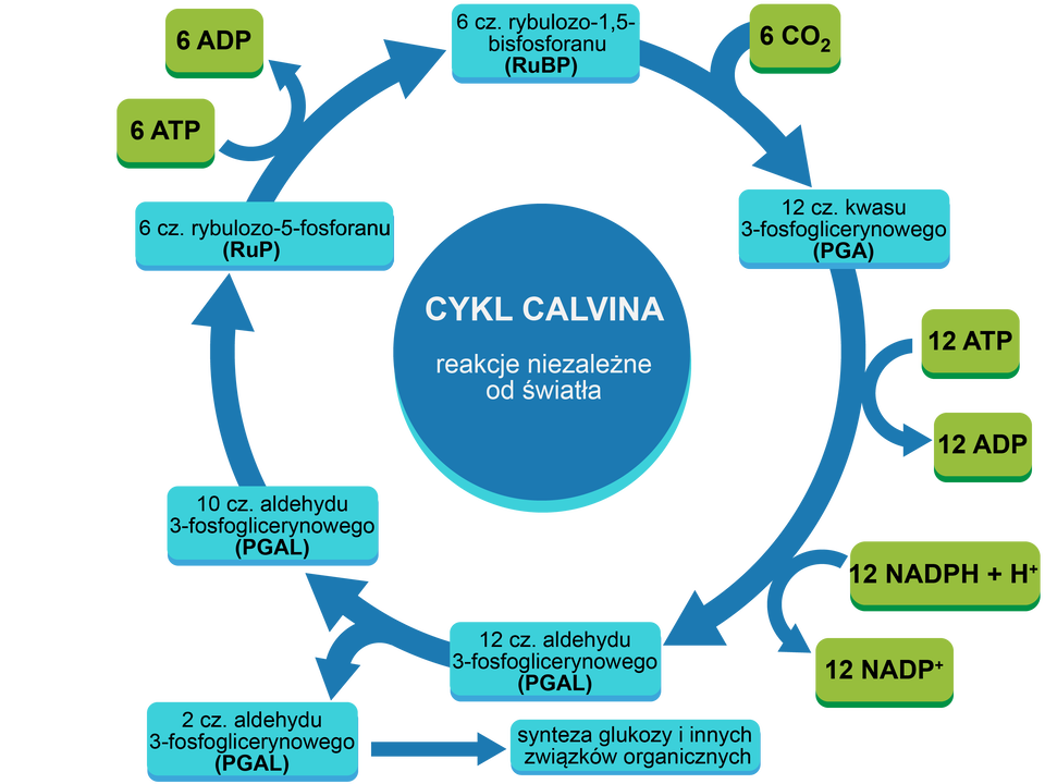 Grafika przedstawia cykliczny schemat przebiegu fazy ciemnej fotosyntezy, czyli cyklu Calvina, reakcji niezależnych od światła. 6 cząsteczek rybulozo‑1,5‑bisfosforanu (RuBP) łączy się z sześcioma cząsteczkami dwutlenku węgla. W wyniku tego powstaje 12 cząsteczek kwasu 3‑fosfoglicerynowego (PGA). Następnie zostają one przekształcone w 12 cząsteczek aldehydu 3‑fosfoglicerynowego (PGAL), w wyniku czego z dwunastu cząsteczek ATP powstaje 12 cząsteczek ADP oraz z dwunastu cząsteczek NADPH+H+ powstaje 12 cząsteczek NADP+. Z dwunastu cząsteczek PGAL dwie biorą udział w syntezie glukozy i innych związków organicznych, a dziesięć zostaje przekształconych do sześciu cząsteczek rybulozo‑5-fosforanu (RuP). Następnie RuP z wykorzystaniem sześciu cząsteczek ATP zostaje przekształcony do RuBP, który ponownie bierze udział w cyklu.
