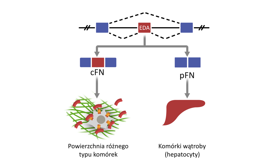 Schemacie przedstawia powstawanie transkryptów ostatecznych różnych form fibronektyny. Prostokąty symbolizują różne eksony genu fibronetyny. W górnej części schematu widać poziomą linię przeciętą dwiema ukośnymi, równoległymi do siebie liniami, niebieski prostokąt, poziomą linię, bordowy prostokąt z dużymi literami EDA, poziomą linię i niebieski prostokąt oraz kolejną poziomą linię przeciętą dwiema ukośnymi, równoległymi do siebie liniami. Dwa niebieskie prostokąty są połączone ze sobą przerywaną linią biegnącą górą, a niebieski prostokąt z bordowym prostokątem z dużymi literami EDA oraz bordowy prostokąt z dużymi literami EDA z niebieskim prostokątem połączone są ze sobą przerywanymi liniami biegnącymi dołem. Od bordowego prostokąta z dużymi literami EDA biegną w dół rozgałęziające się strzałki. Jedna z nich prowadzi do trzech prostokątów: niebieskiego, bordowego i niebieskiego. Pod tymi prostokątami znajduje się podpis: małe c duże F duże N. Druga strzałka prowadzi do dwóch niebieskich prostokątów. Pod nimi podpis: małe p duże F duże N. Od napisu małe c duże F duże N w dół biegnie strzałka do zielonych, przecinających się linii z szarą, okrągłą strukrurą i brązowymi, niewielkimi elementami, symbolizującej powierzchnię różnego typu komórek. Z kolei od napisu małe p duże F duże N w dół biegnie strzałka do ludzkiej wątroby. Pod jej rysunkiem podpis: komórki wątroby (hepacyty).