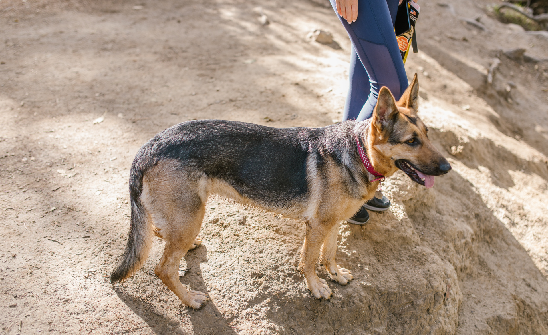 Zdjęcie przedstawia psa rasy owczarek niemiecki na smyczy na spacerze. Widoczne są tylko nogi osoby wyprowadzającej psa.