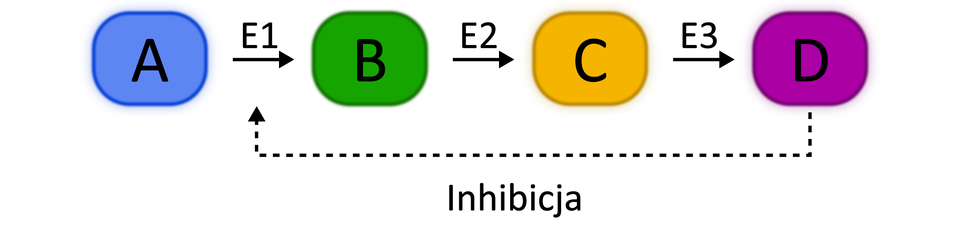 Ilustracja przedstawia schematycznie szlak metaboliczny złożony z trzech etapów, katalizowanych przez enzymy E1, E2 i E3, które są pokazane nad strzałkami skierowanymi w prawo. Za pomocą skierowanej w lewo strzałki przerywanej z napisem „Inhibicja” zaznaczono hamujący wpływ produktu końcowego szlaku na pierwszy etap, przeprowadzany przez enzym E1.