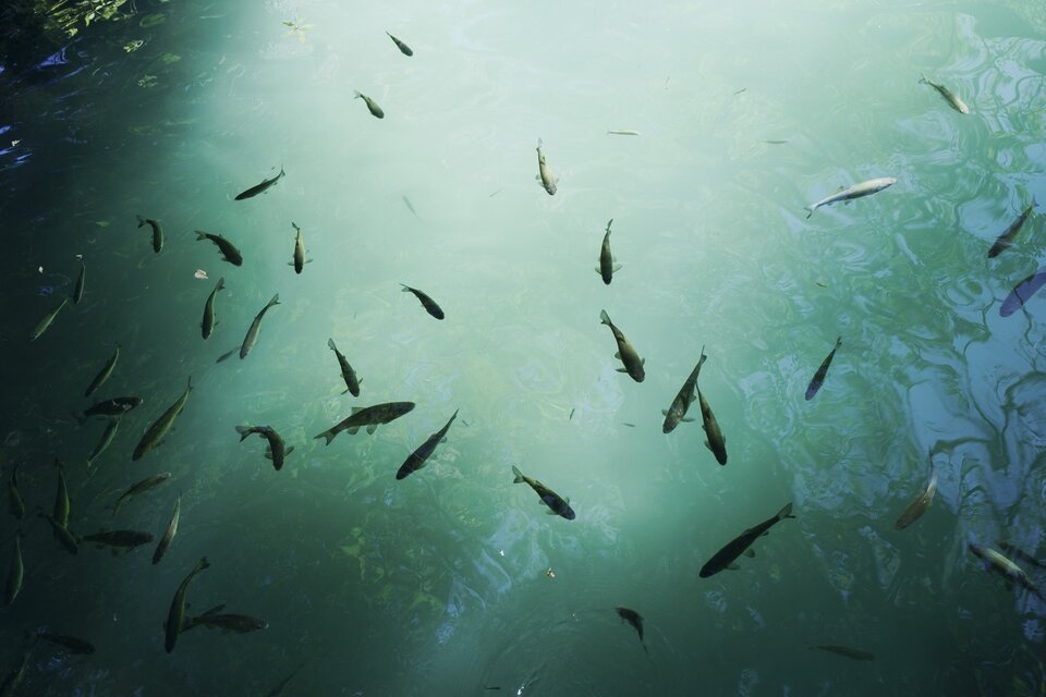 Na fotografii półprzezroczysta tafla wody z pływającymi, licznymi rybami.  