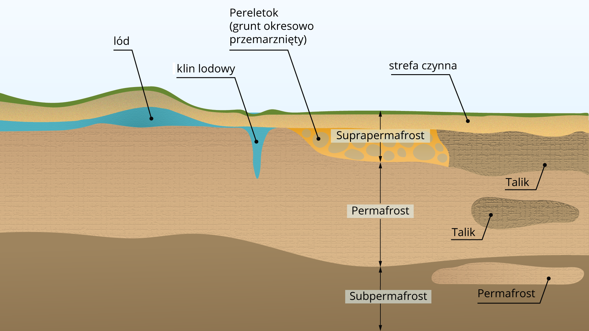 Schemat przedstawia przekrój przez podłoże głęboko przemarznięte. Na ilustracji znajdują się warstwy - od góry cienka zielona warstwa, następnie nieco grubsza jasnobrązowa - to warstwa czynna. Pod warstwą czynną po lewej stronie przekroju jest lód oraz klin lodowy - jest pionowy. Następnie jest żółty obszar z jasnobrązowymi owalami - to pereletok, warstwa przejściowa, grunt okresowo przemarznięty. Warstwy od górnej po koniec gruntu okresowo przemarzniętego to suprapermafrost. Poniżej jest warstwa permafrostu, pod nią warstwa subpermafrostu. Po prawej stronie przekroju zaznaczono pod warstwą czynną tak zwany talik. Talik występuje także w warstwie permafrostu. Zaznaczono go kolorem ciemniejszym niż permafrost. Ma kształt podłużny. W warstwie subpermafrostu w postaci owalu zaznaczono permafrost.