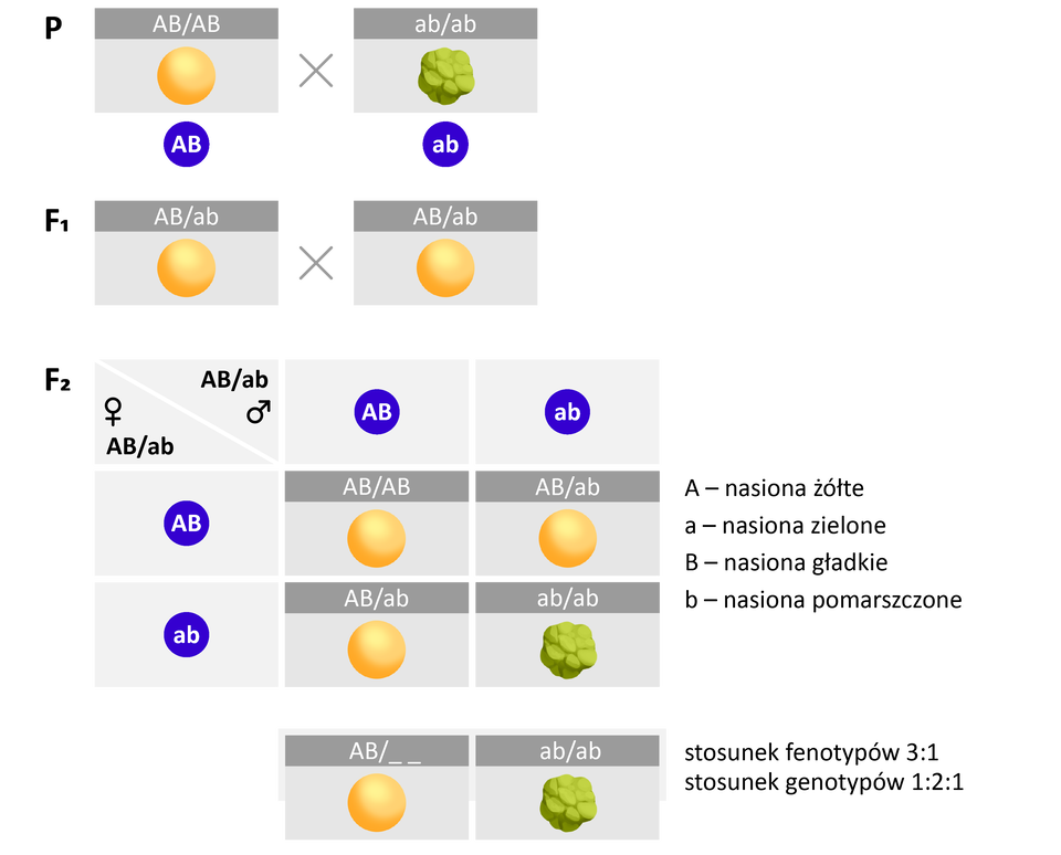 Grafika przedstawia dziedziczenie genów leżących na jednym chromosomie. Allele oznaczają następujące cechy: duża literka A – nasiona żółte; mała literka a – nasiona zielone; duża literka B – nasiona gładkie; mała literka b – nasiona pomarszczone. Pokolenie rodzicielskie oznaczone jako P składa się z dwóch nasion: żółtego, gładkiego o genotypie A duże A duże B duże B duże oraz zielonego pomarszczonego o genotypie a małe b małe a małe b małe. Pokolenie potomne F indeks dolny 1 składa się z dwóch żółtych, gładkich nasion o genotypie A duże B duże a małe b małe. W wyniku skrzyżowania ze sobą pokolenia F indeks dolny 1 otrzymujemy pokolenie potomne F indeks dolny 2. Otrzymujemy w nim trzy nasiona żółte i gładkie i jedno nasiono zielone i pomarszczone. Stosunek fenotypów jest równy 3:1, natomiast stosunek genotypów wynosi 1:2:1.