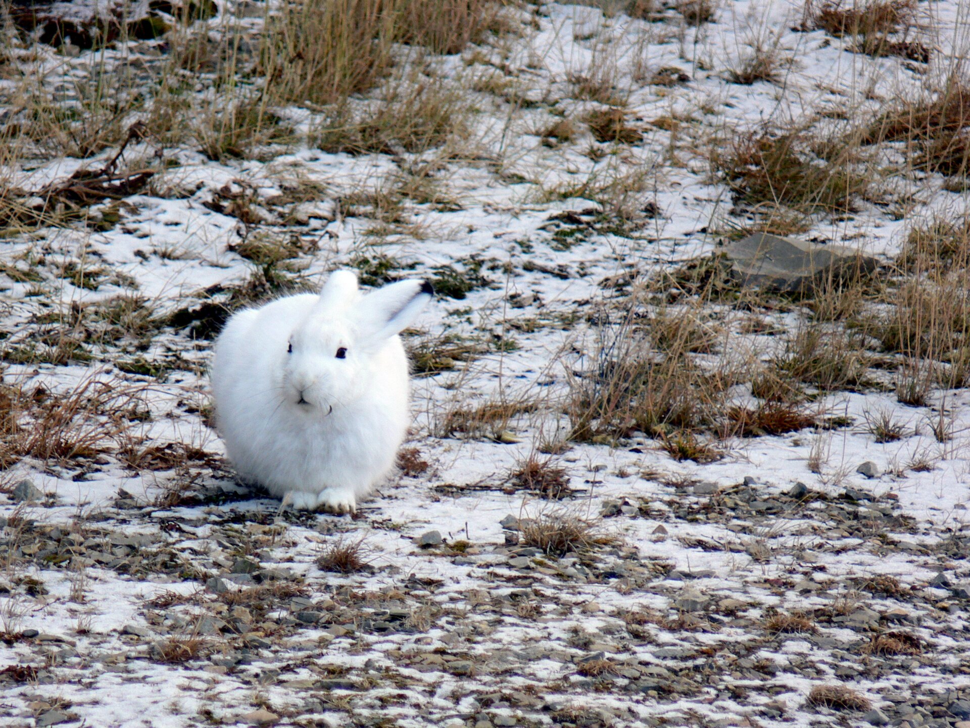 Druga fotografia prezentuje białego królika, siedzącego na ziemi przodem do obserwatora. Ziemia pokryta jest cienka warstwą śniegu.