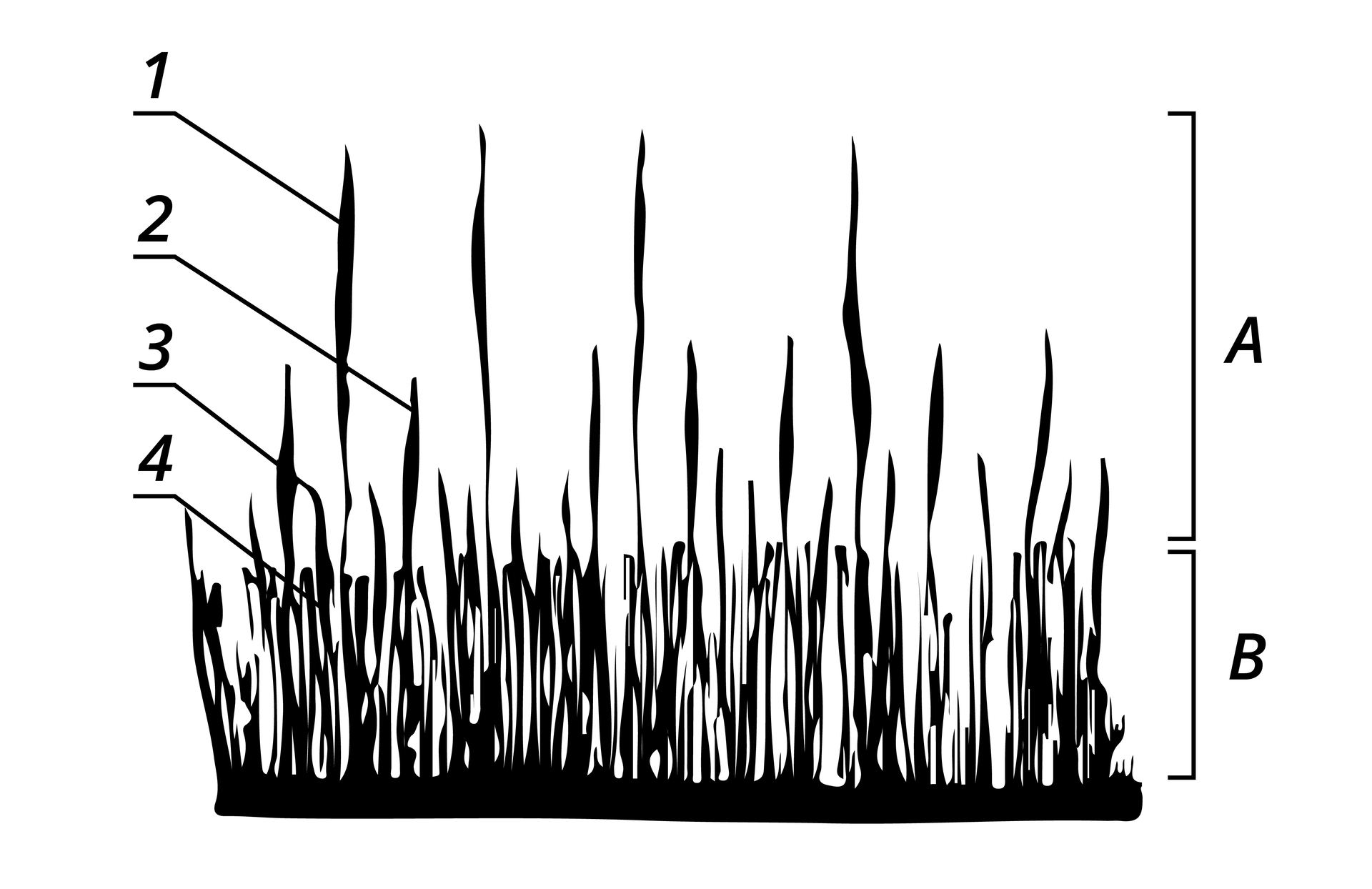 Grafika przedstawia schemat przypominający trawnik widziany z boku. Na dole znajduje się podstawa, potem idące pionowo do góry gęste włosie, wyżej sięgają pojedyncze włosy. Z prawej strony widać podział na dwie części, górną A i dolną B, obejmującą podstawę i gęste włosie na dole. Na schemacie znajdują się też cztery numerki oznaczające poszczególne elementy. Numer 1 wskazuje długi, wysoki włos, numer 2 niższy, ale sięgający ponad gęste włosie, numer 3 jeszcze niższy włos, numer 4 włos znajdujący się w najniższej warstwie gęstego włosia.